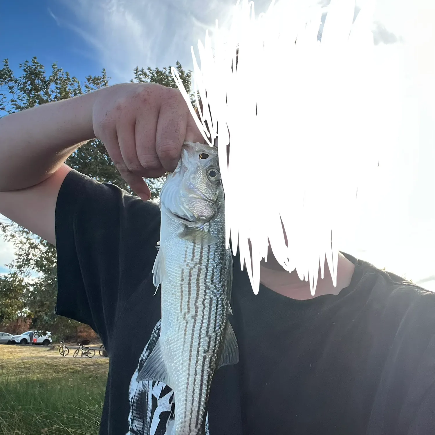 Striped bass caught on Fishbrain