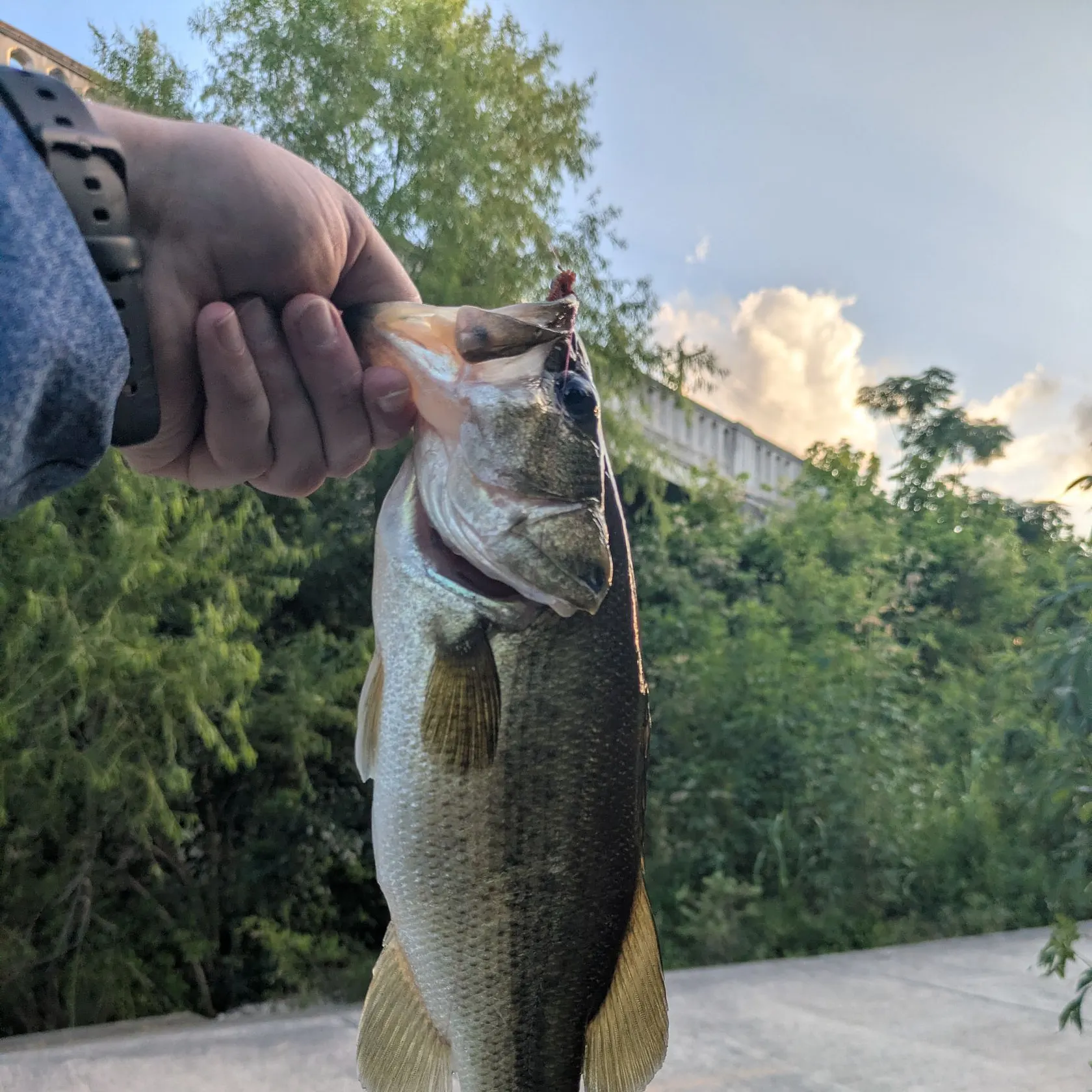 catch