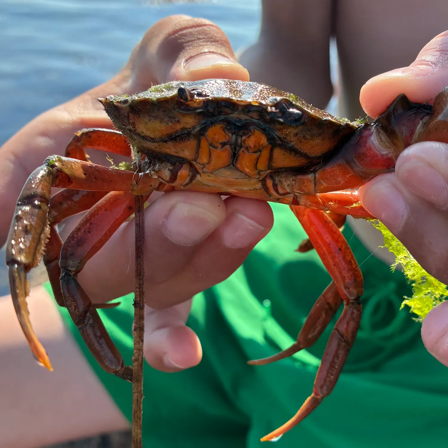 The most recent Green crab catches on Fishbrain