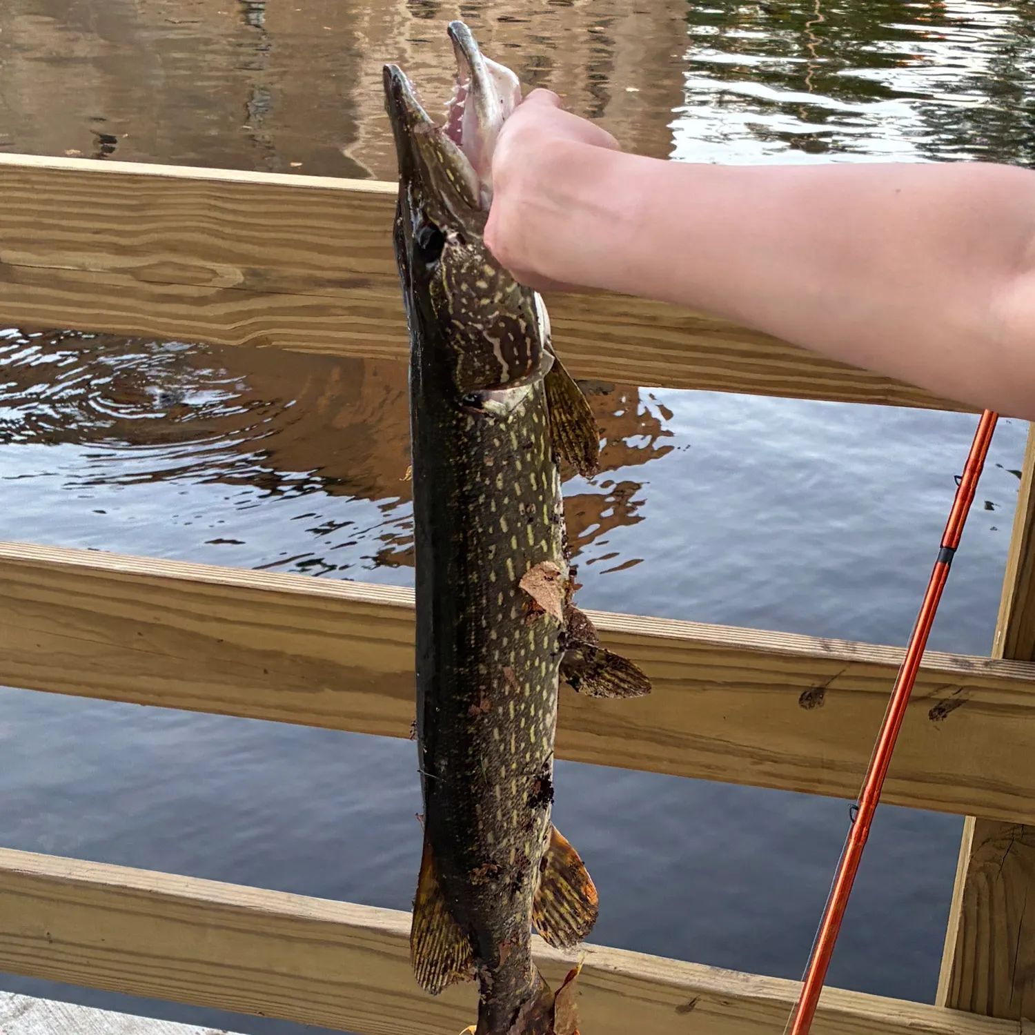 Northern pike caught on Fishbrain