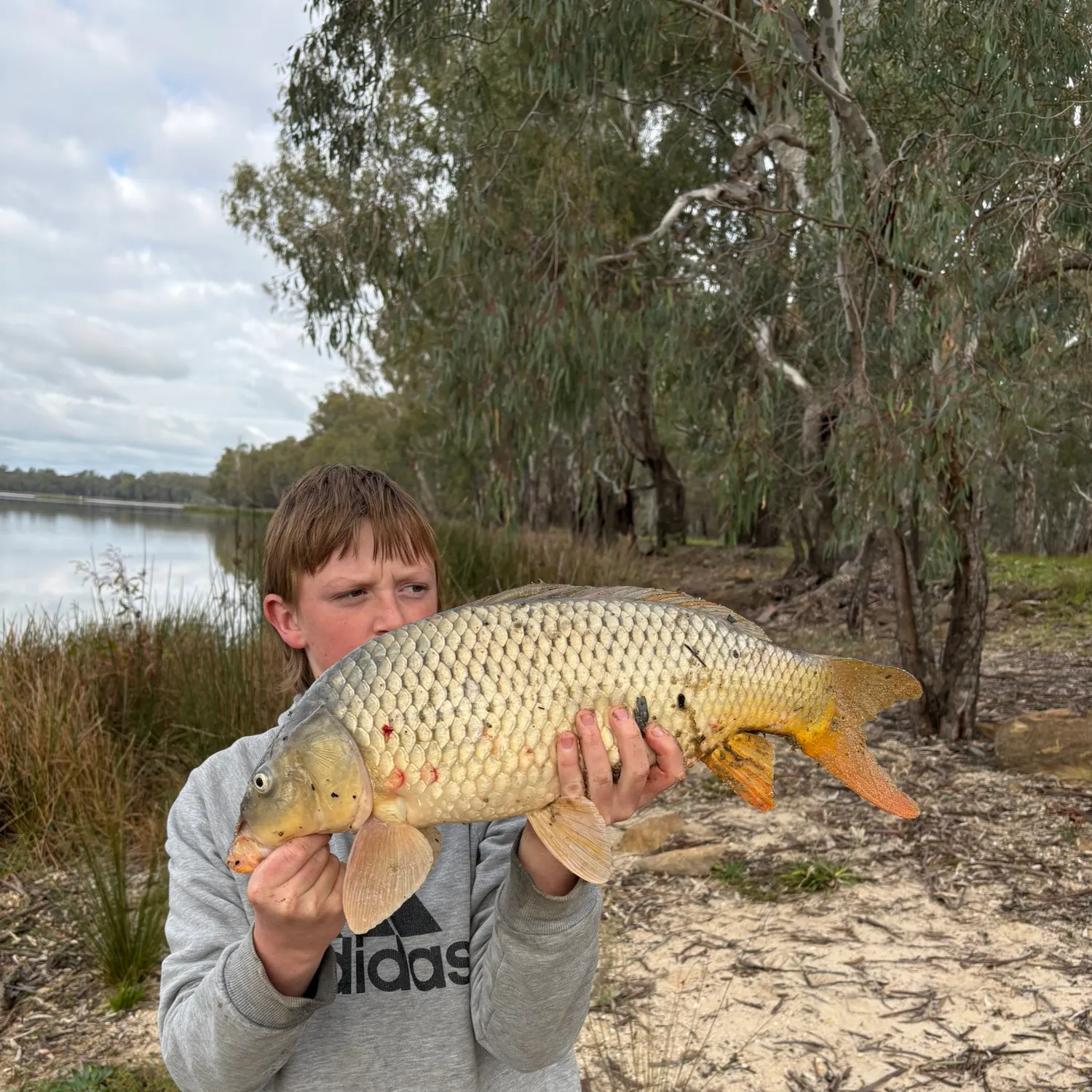 Common carp caught on Fishbrain