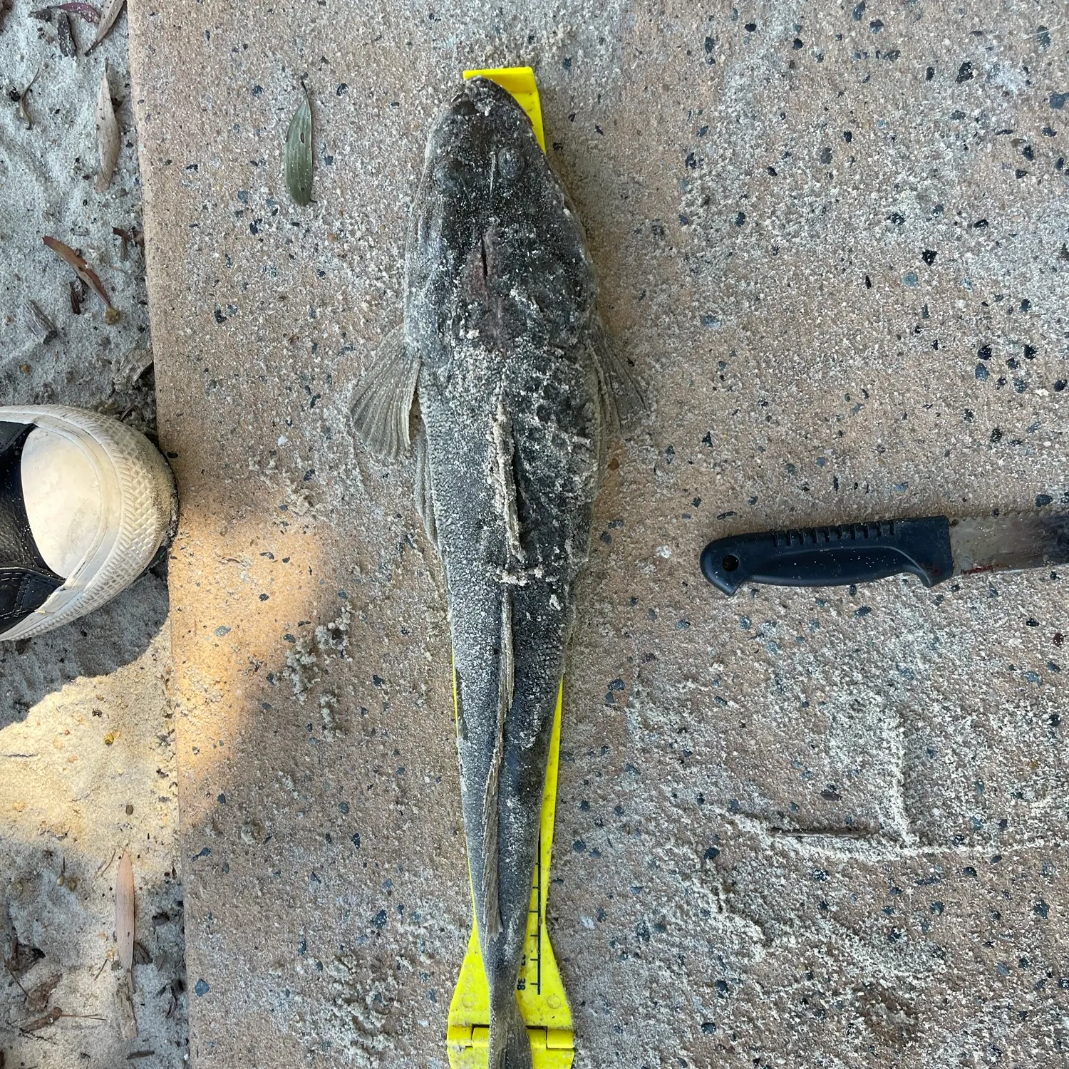 Dusky flathead caught on Fishbrain