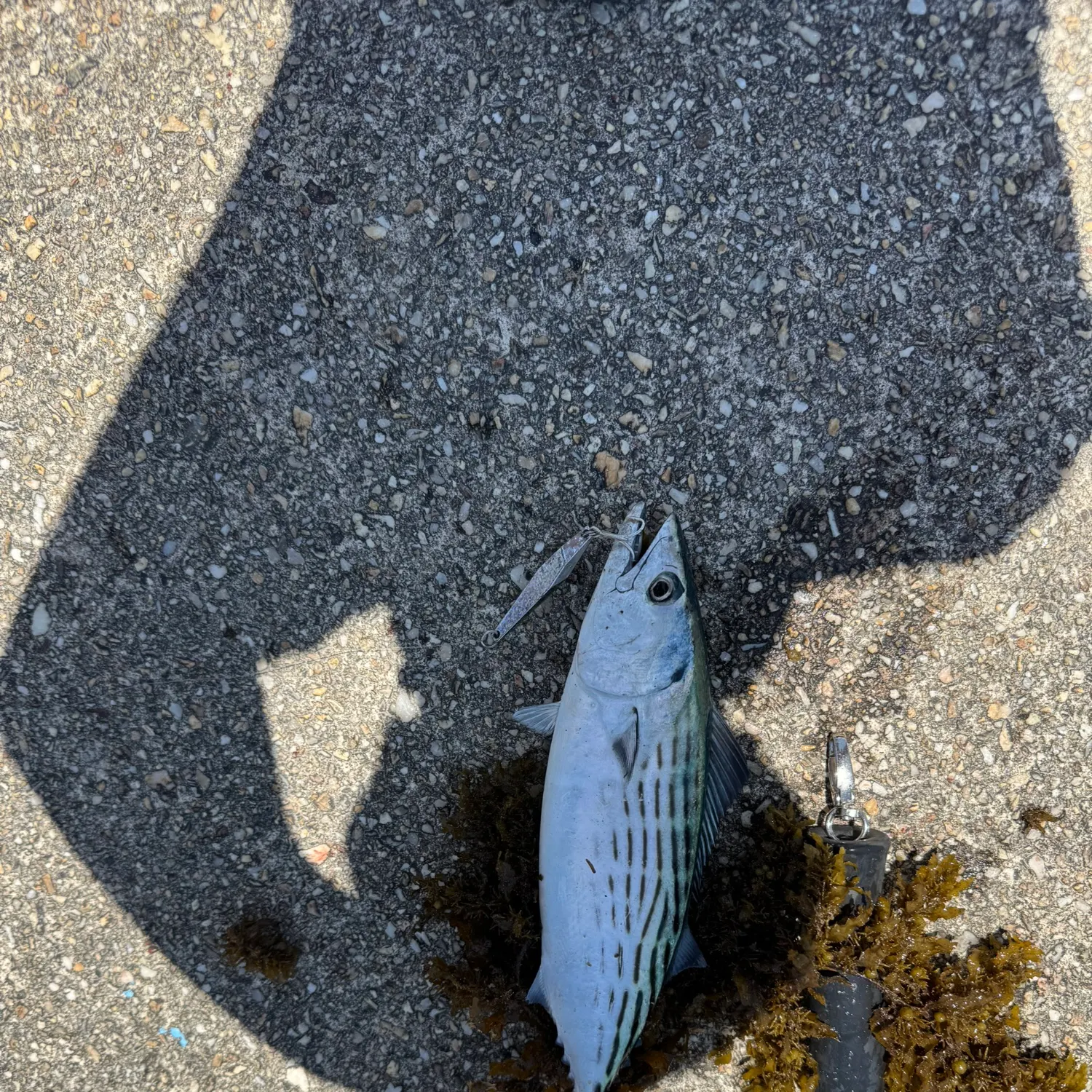 The most recent Australian bonito catches on Fishbrain