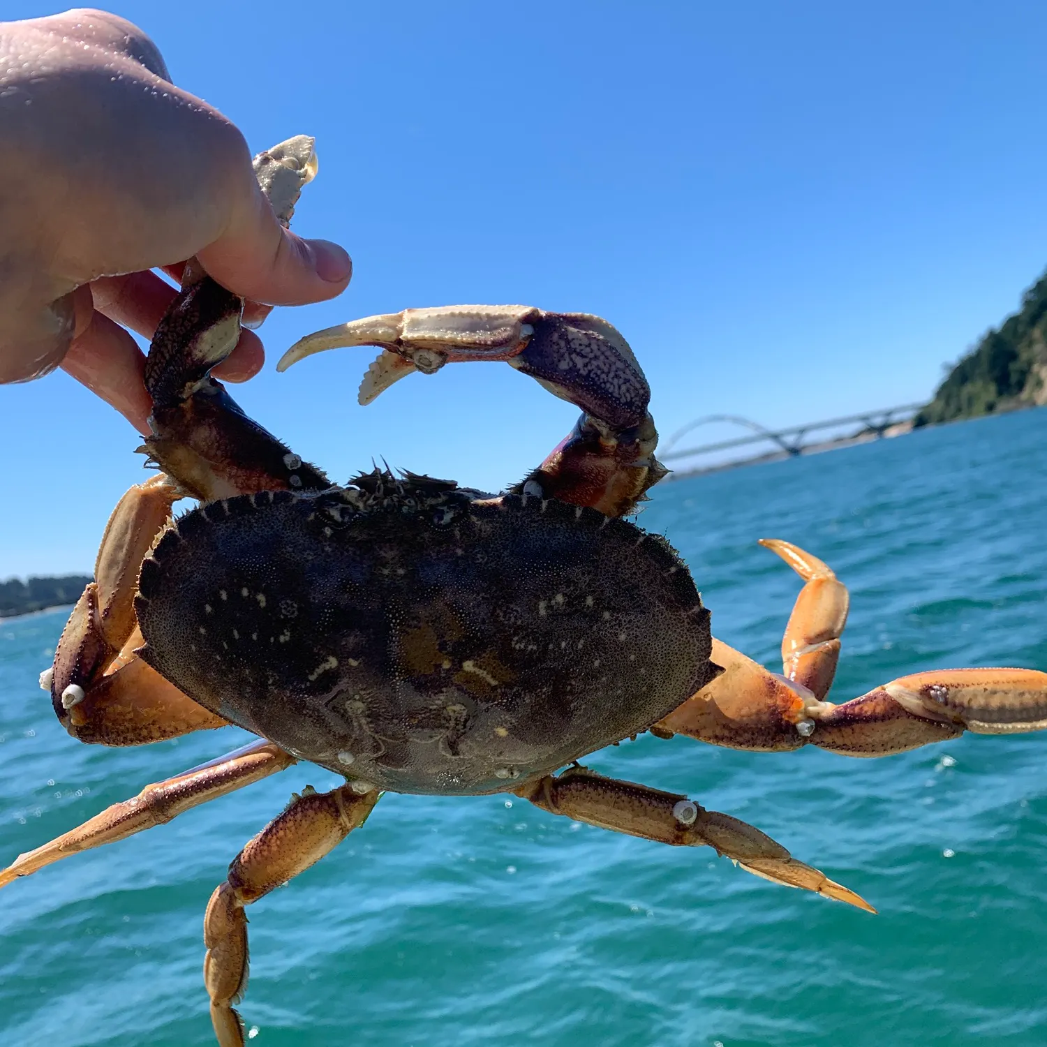 The most recent Dungeness crab catches on Fishbrain