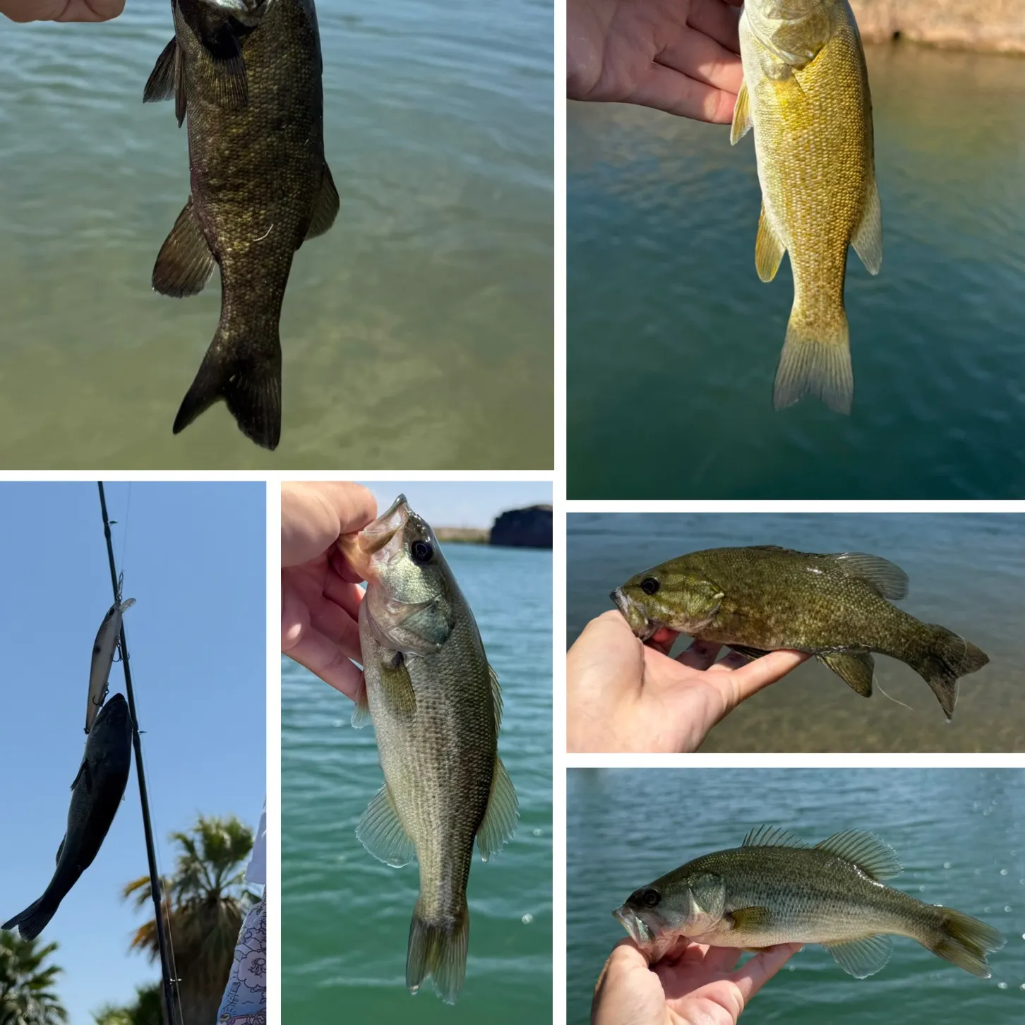 Smallmouth bass caught on Fishbrain
