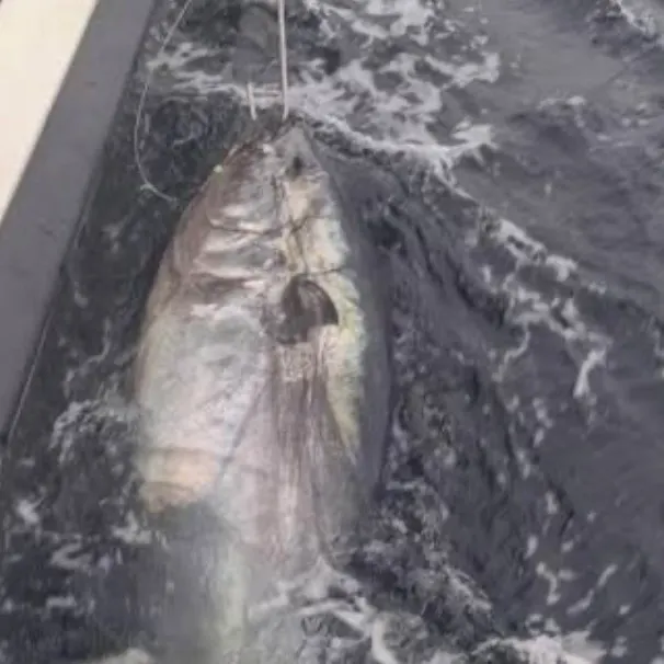 Southern bluefin tuna caught on Fishbrain
