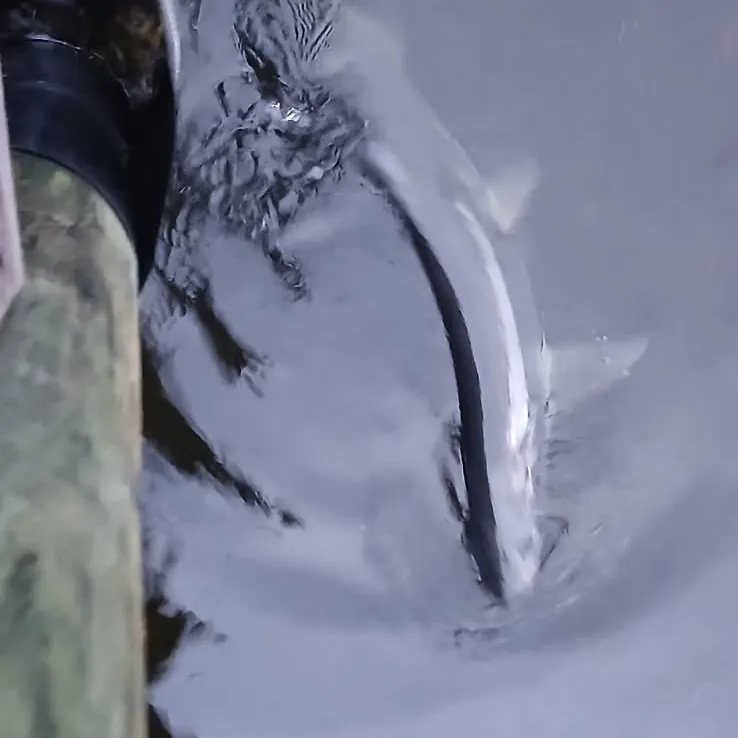Tarpon caught on Fishbrain