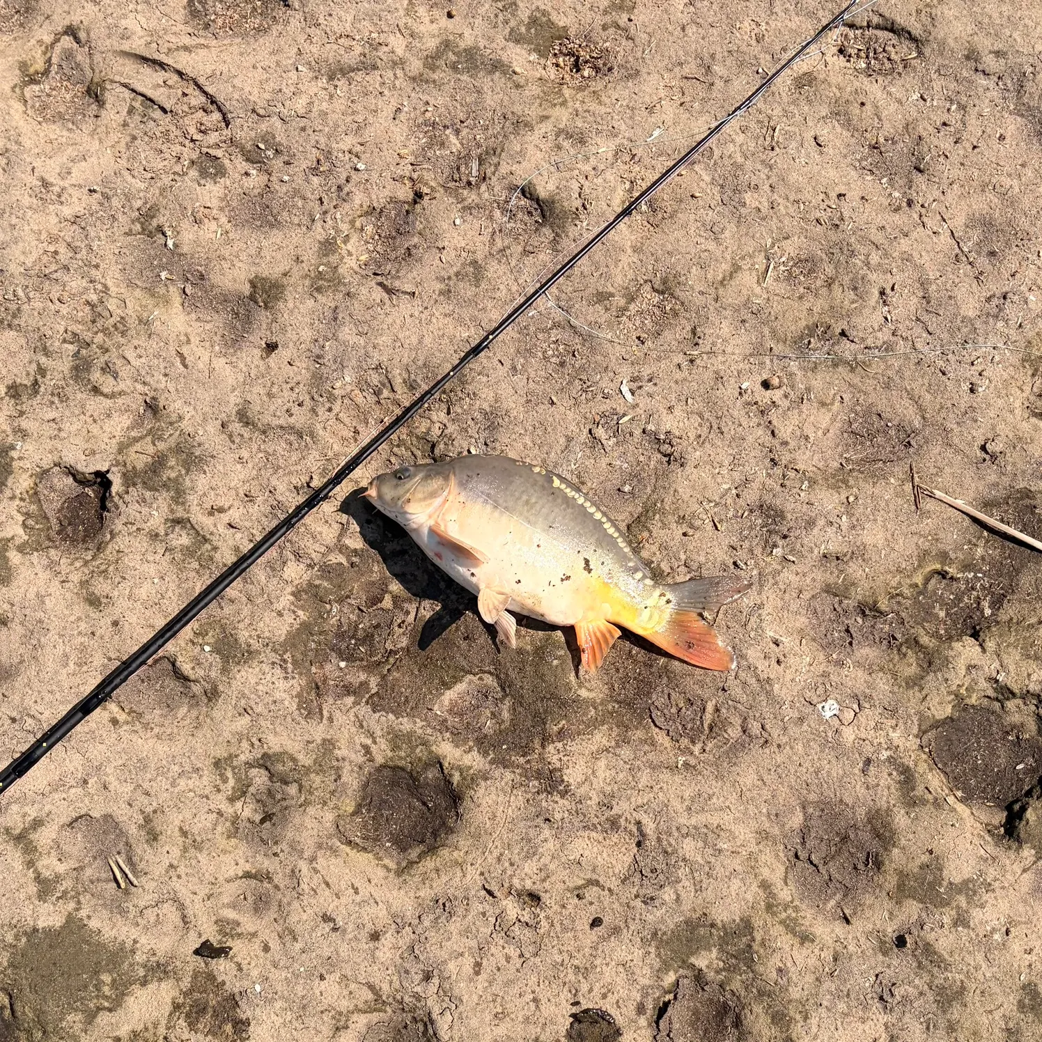 Mirror carp caught on Fishbrain