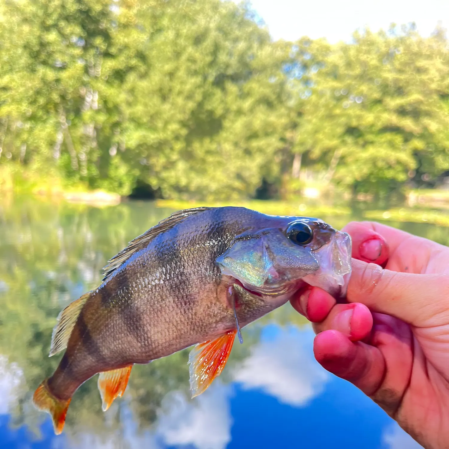 European perch caught on Fishbrain