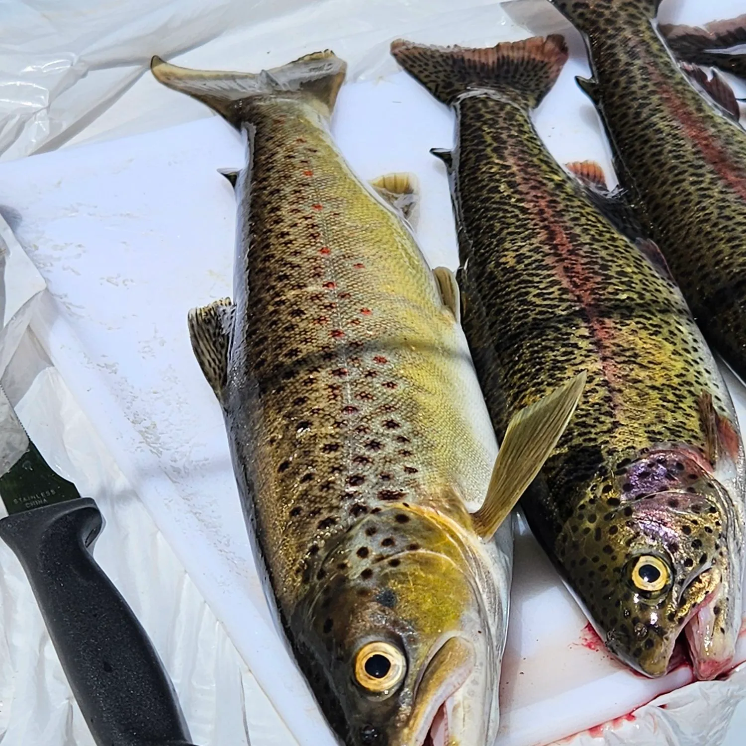 The most recent Sea trout catches on Fishbrain