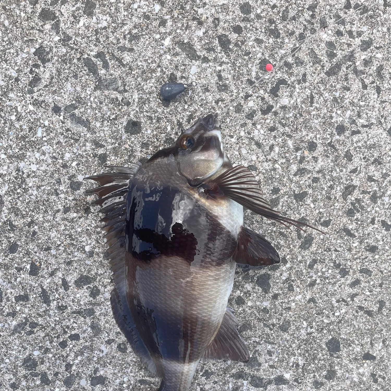 The most recent Magpie perch catches on Fishbrain