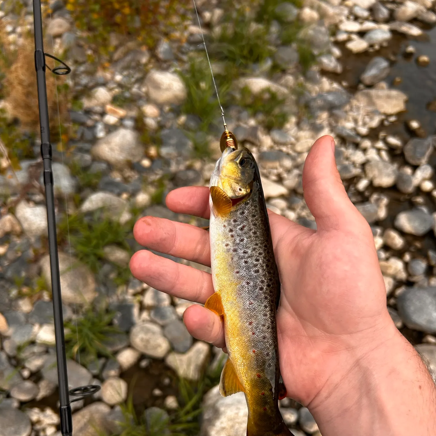 Fish caught on Fishbrain