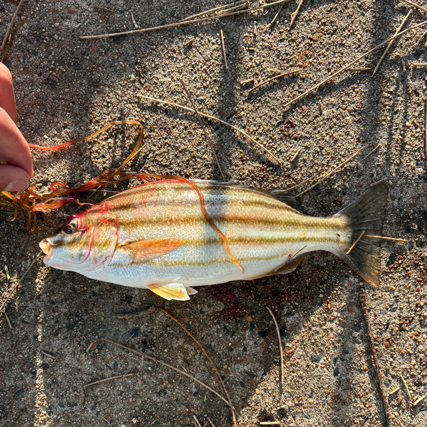 The most recent Yellow-lined grunter catches on Fishbrain