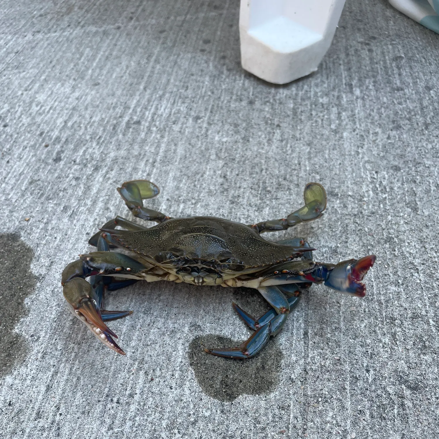 Blue crab caught on Fishbrain