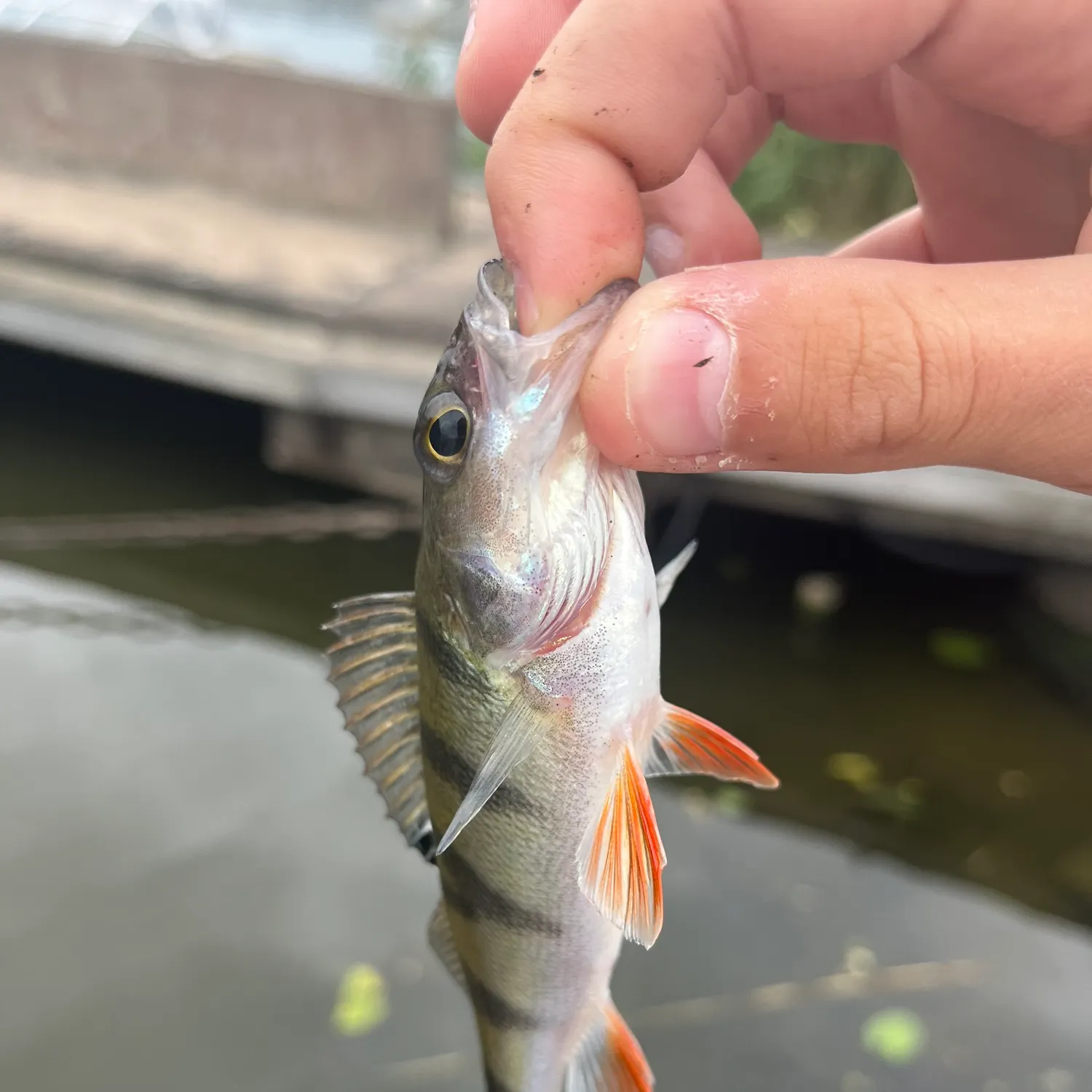 European perch caught on Fishbrain