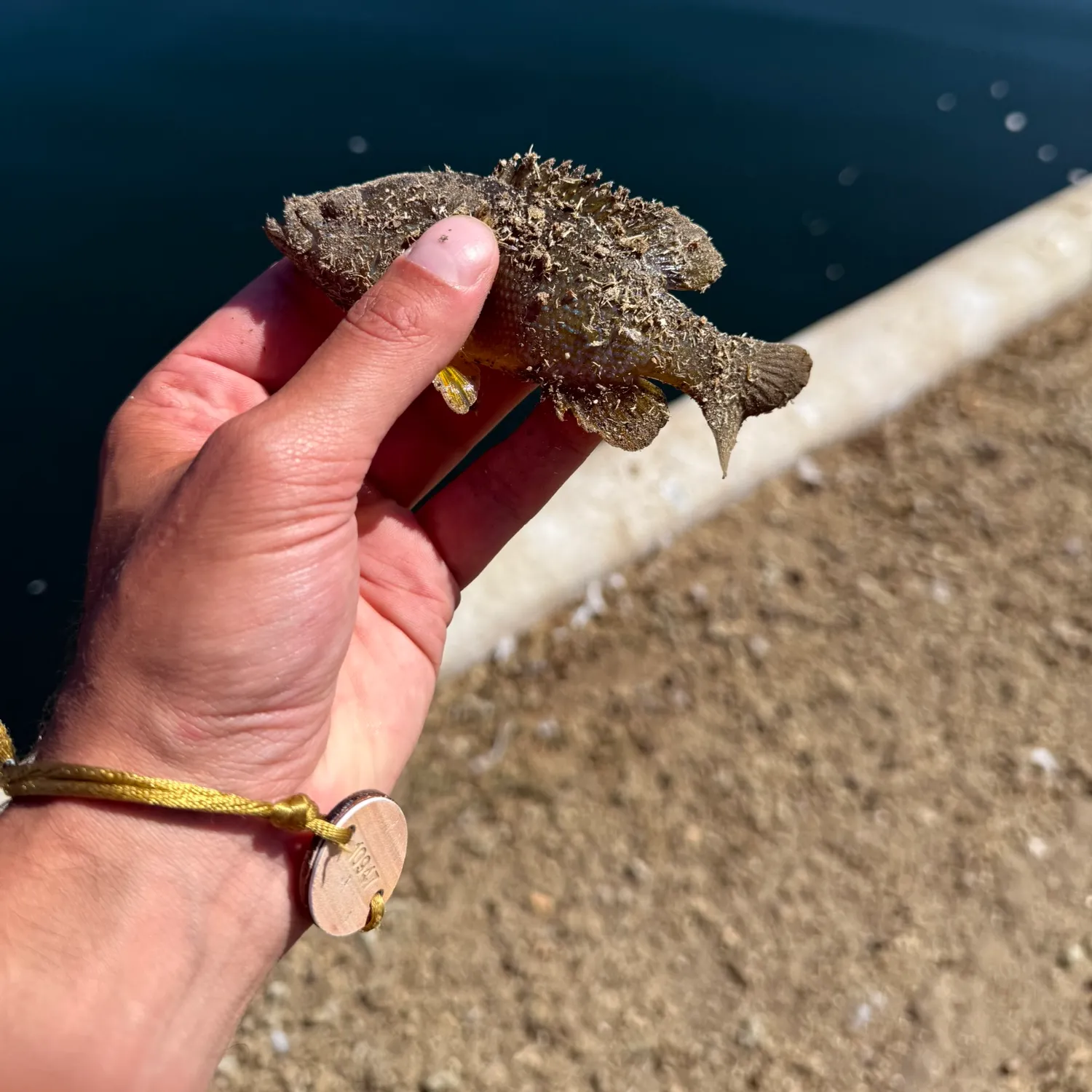 Bluegill caught on Fishbrain
