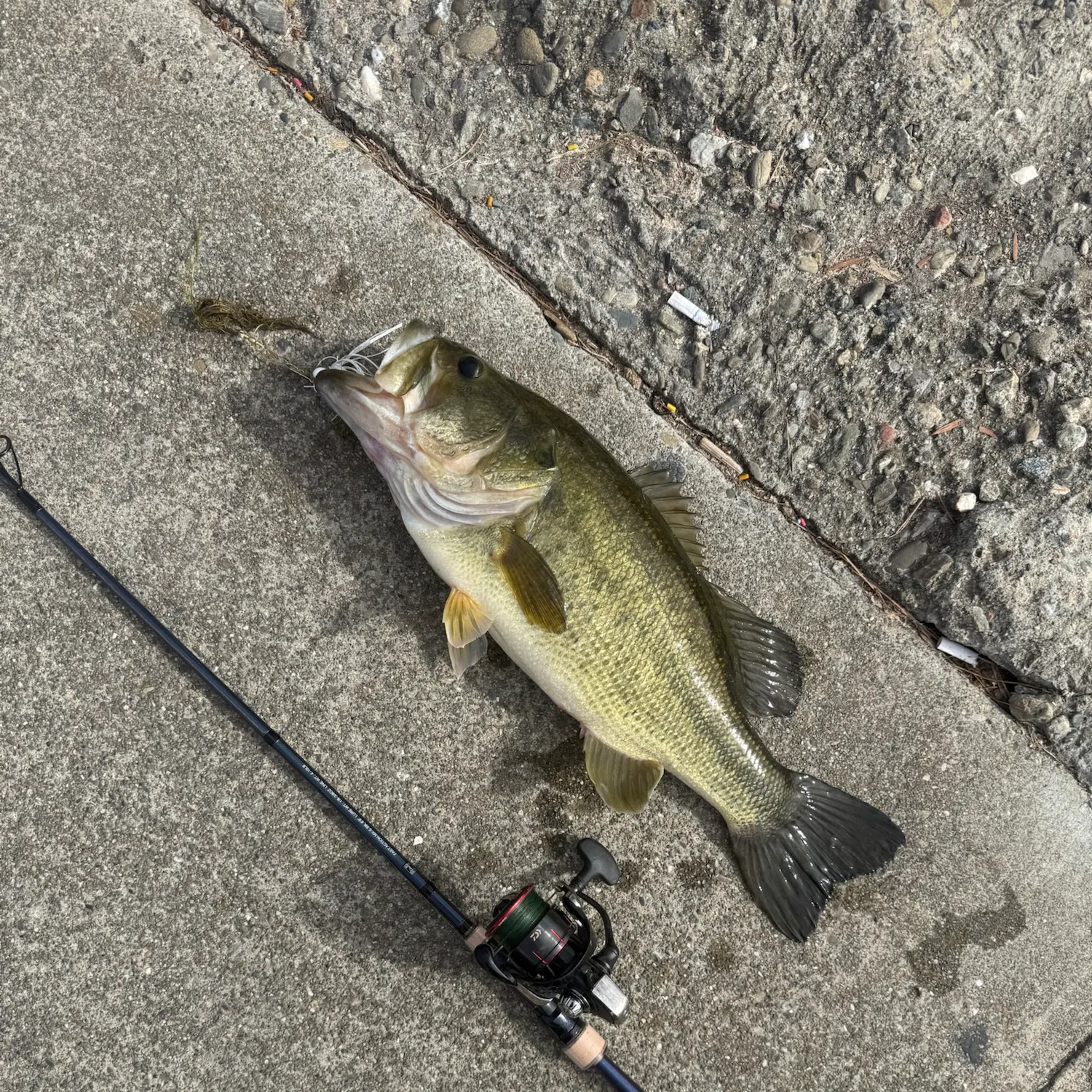 Largemouth bass caught on Fishbrain