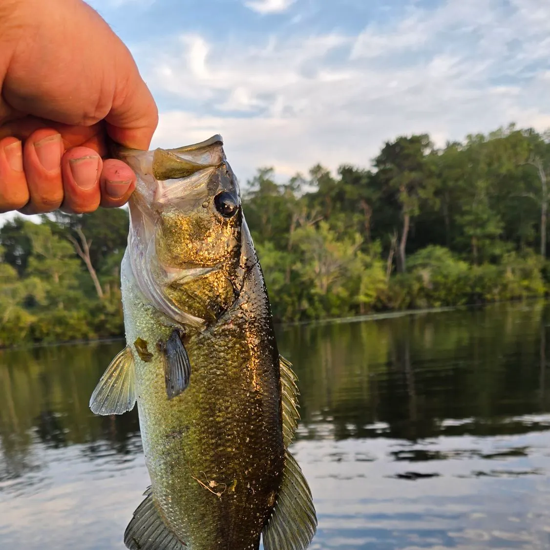 Largemouth bass caught on Fishbrain