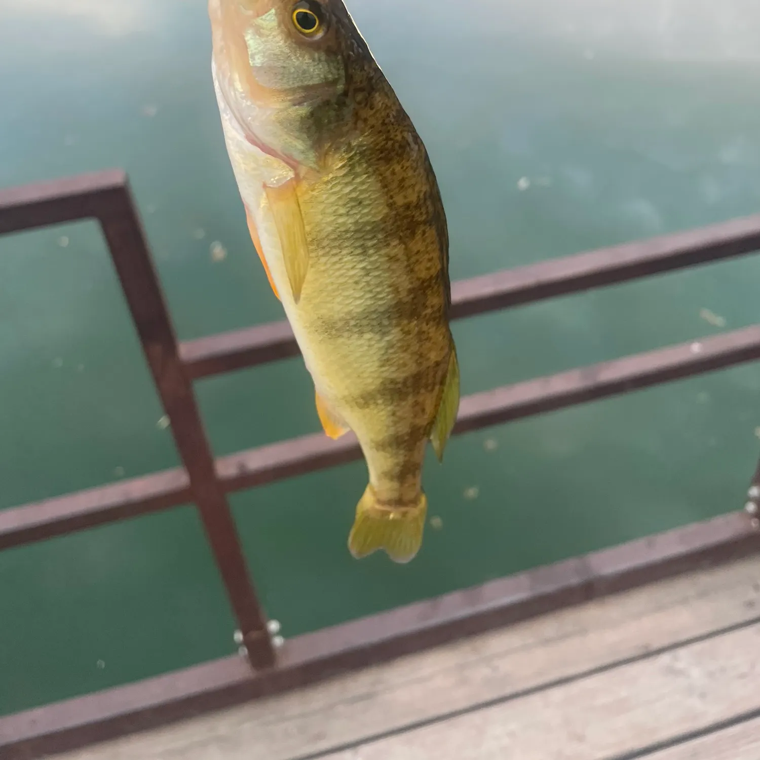 Yellow perch caught on Fishbrain