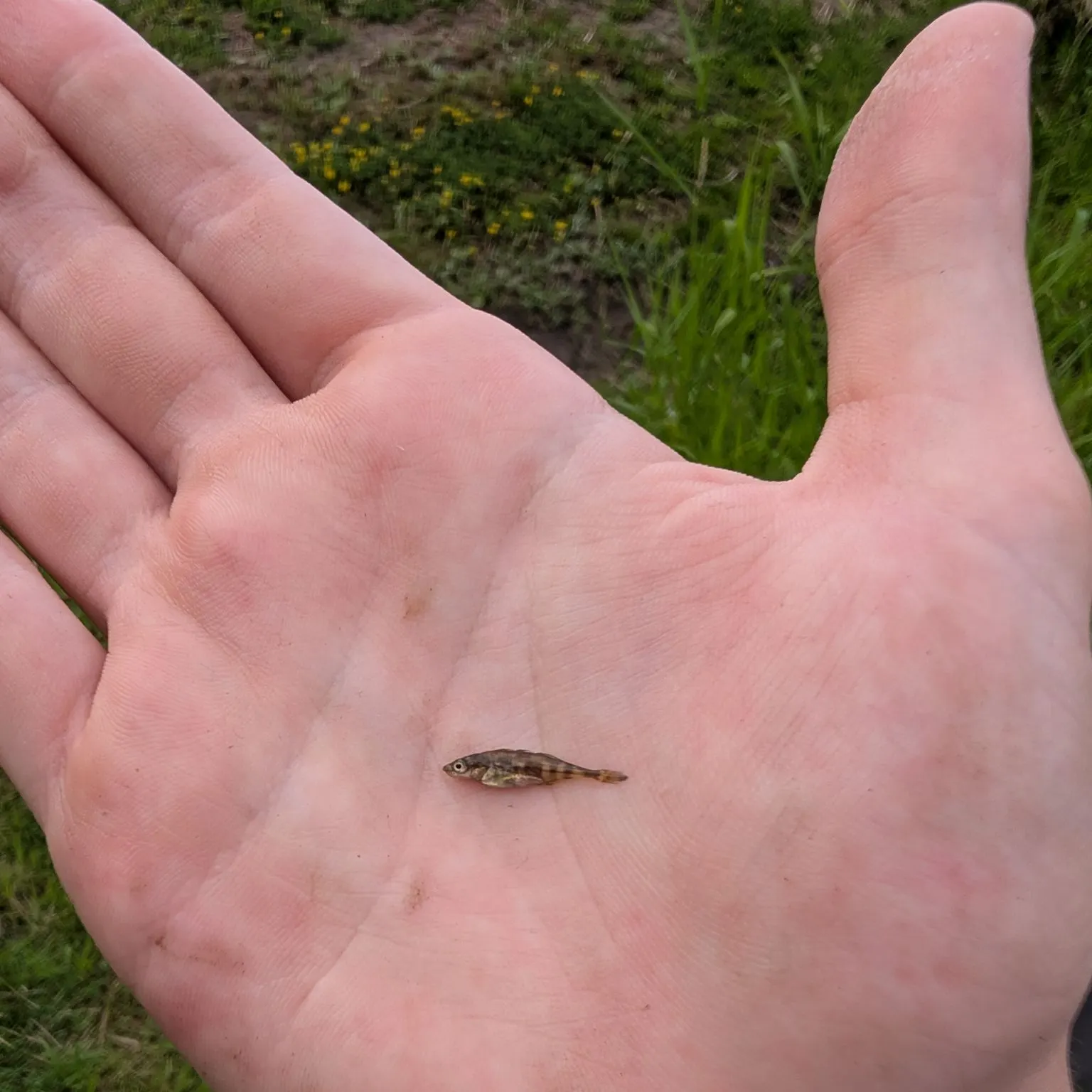 The most recent Three-spined stickleback catches on Fishbrain