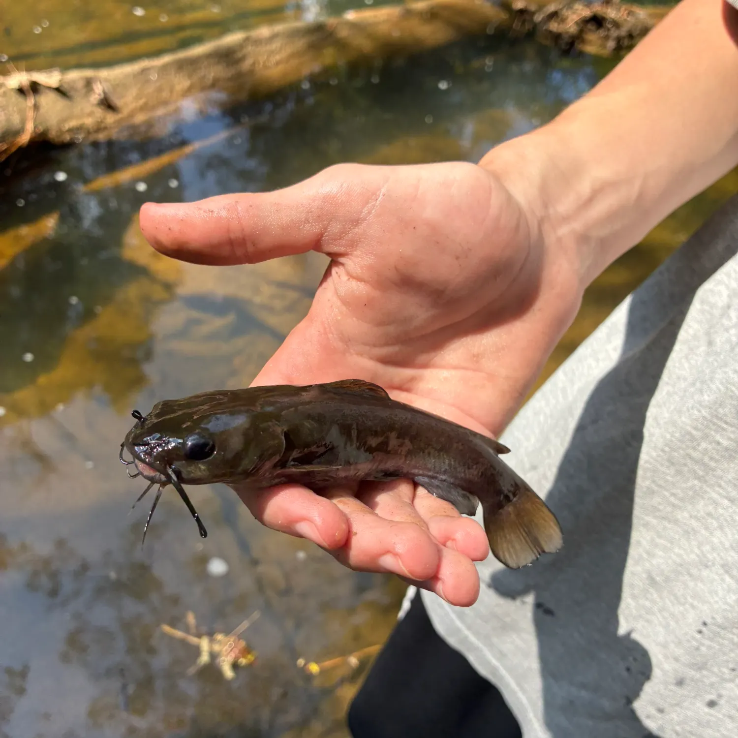 Black bullhead caught on Fishbrain