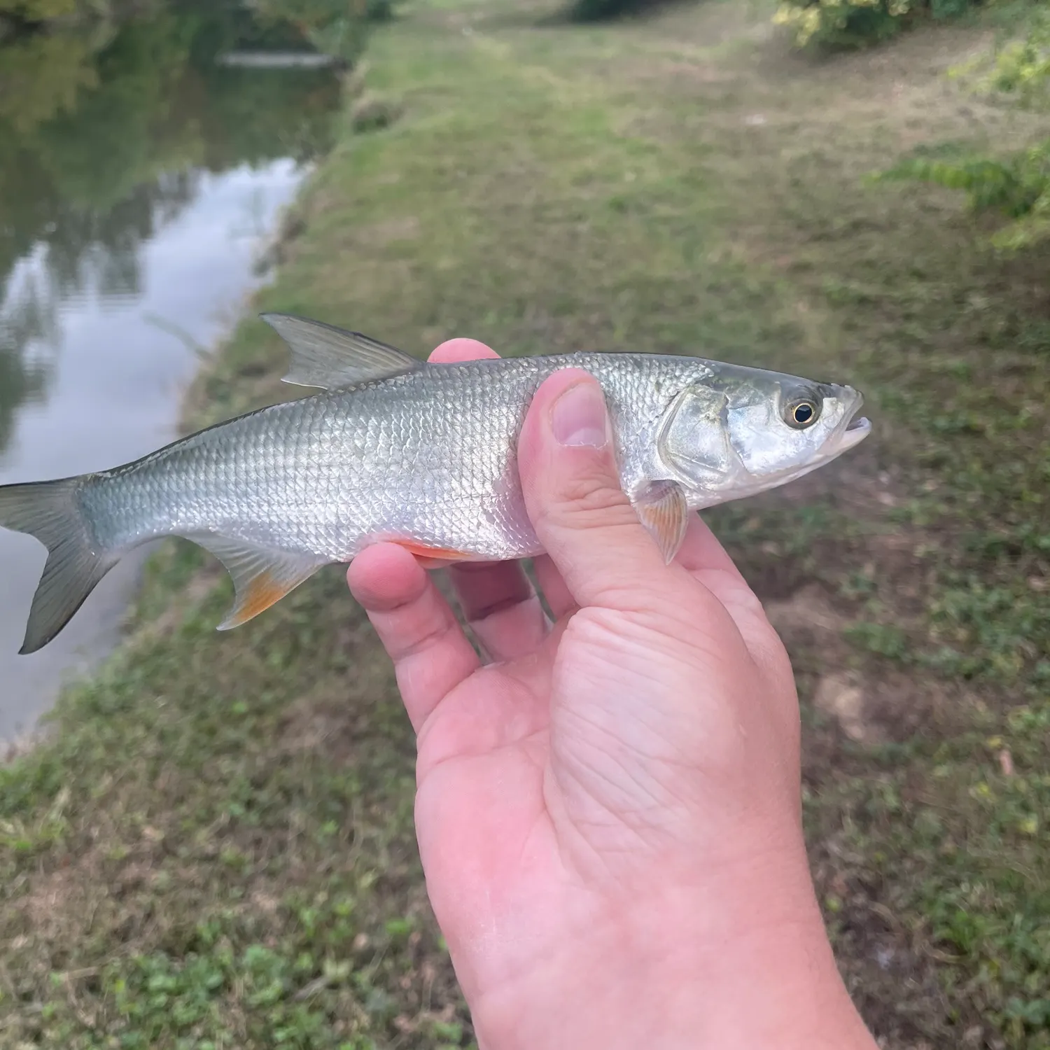 Asp caught on Fishbrain