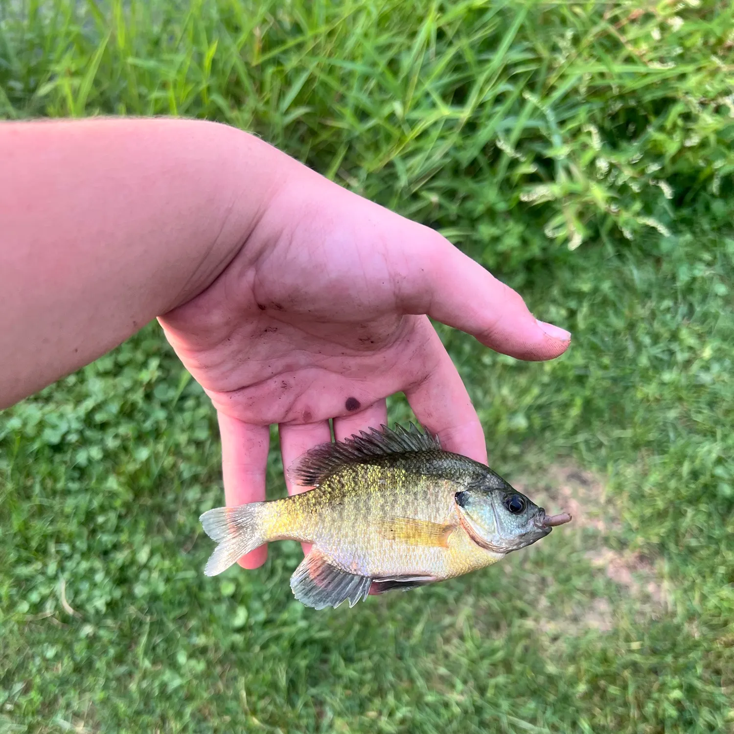 Bluegill caught on Fishbrain