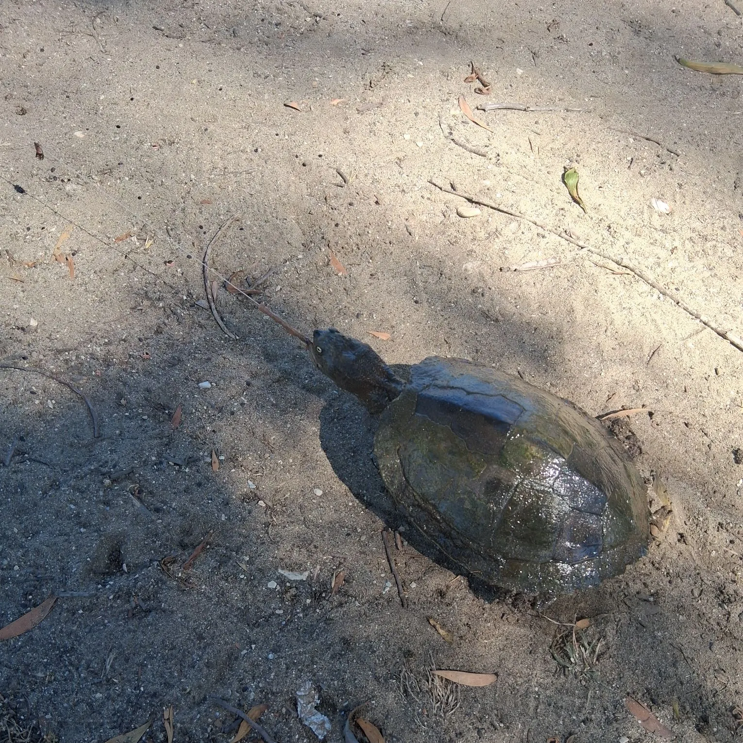 Pond slider turtle caught on Fishbrain