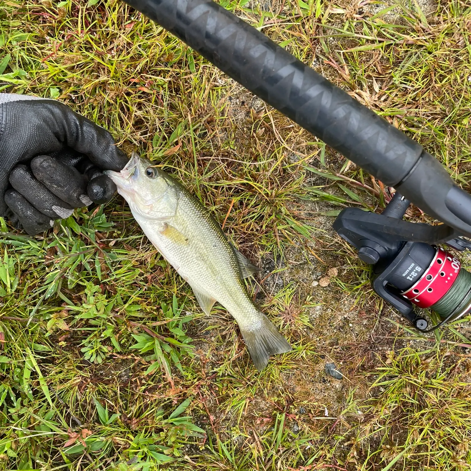 Largemouth bass caught on Fishbrain