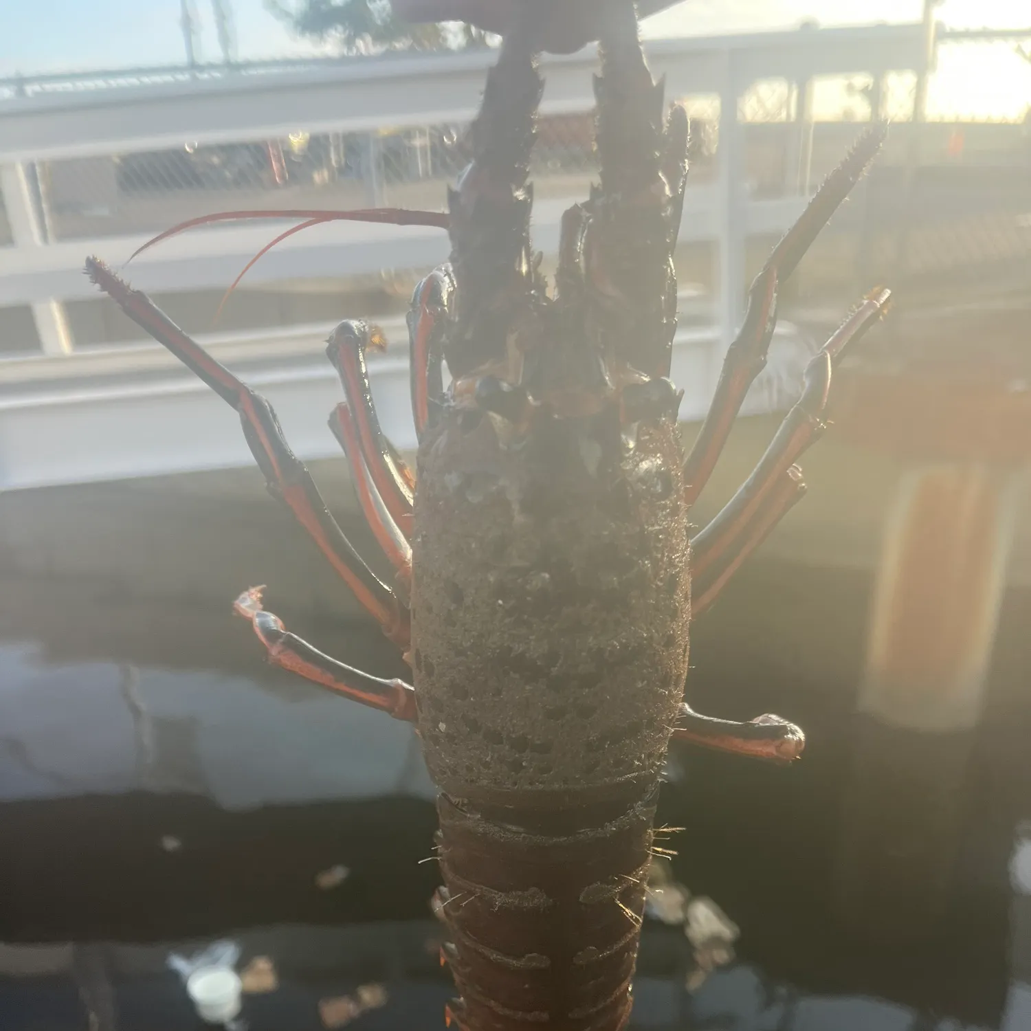 The most recent Banded spiny lobster catches on Fishbrain