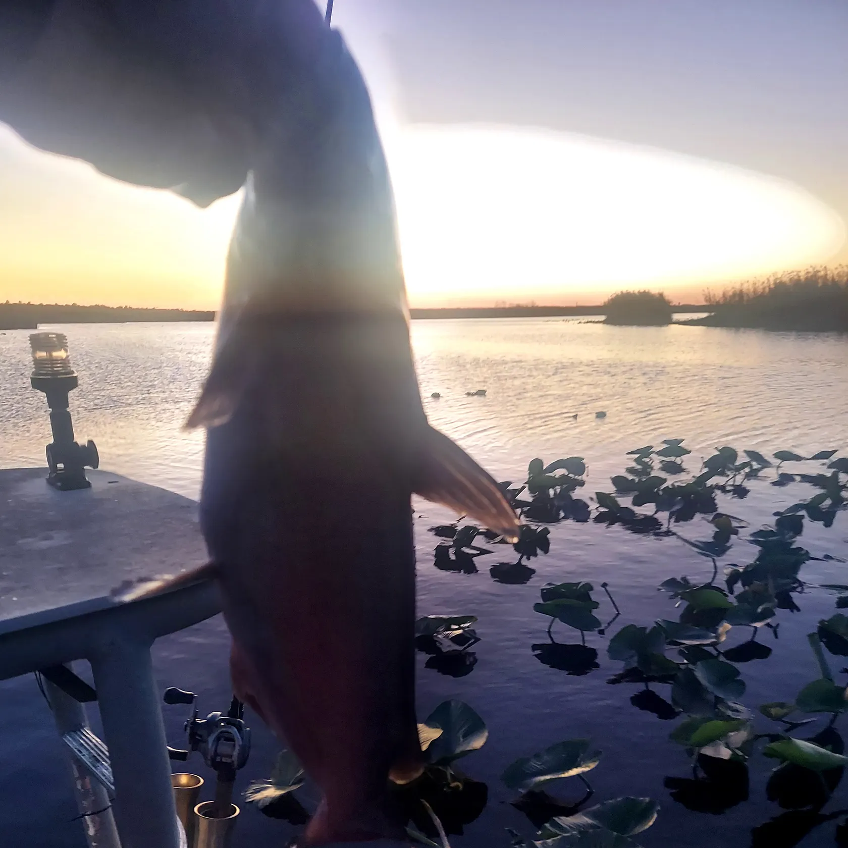 Channel catfish caught on Fishbrain
