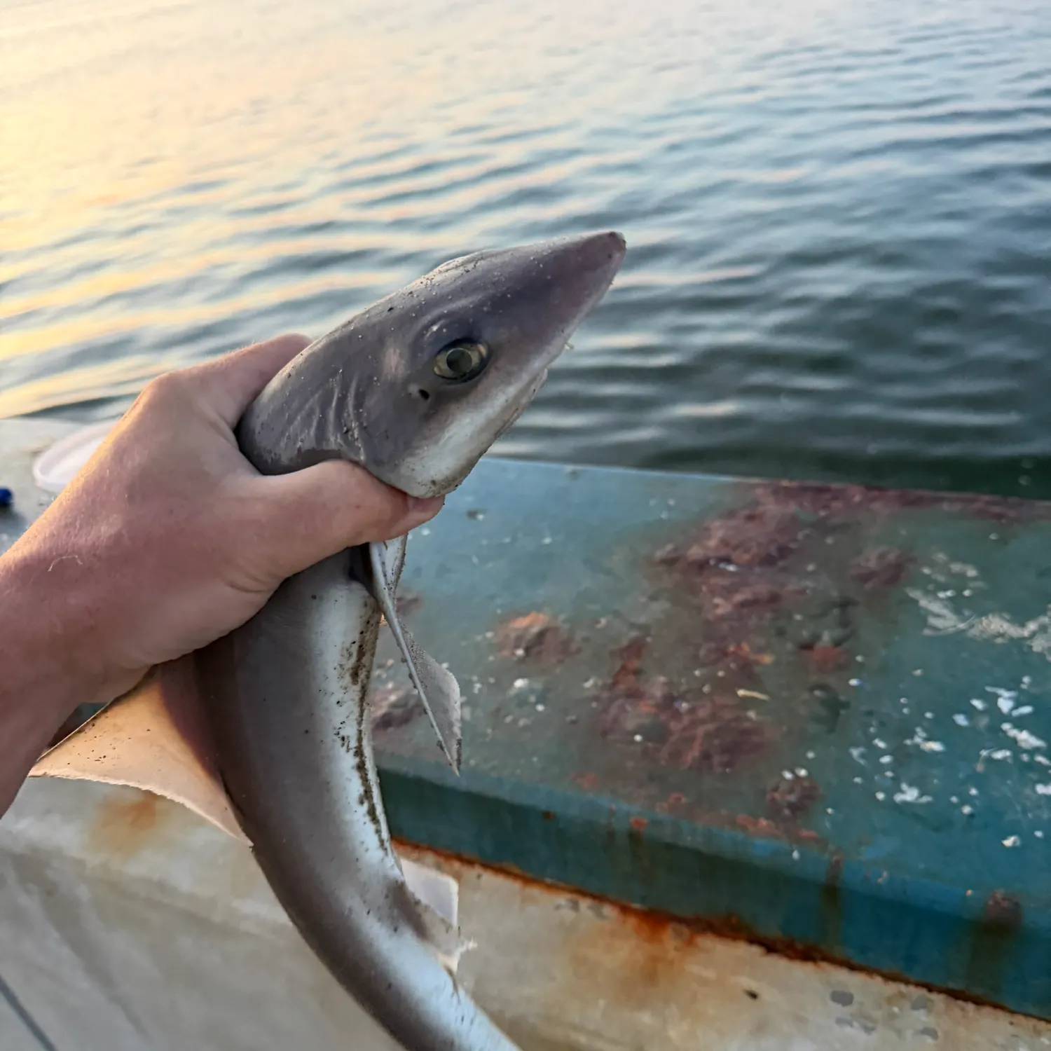 fish caught in a hook Roach fish on hook, caught on bloodworm in winter, float fishing, toned  image Stock Photo