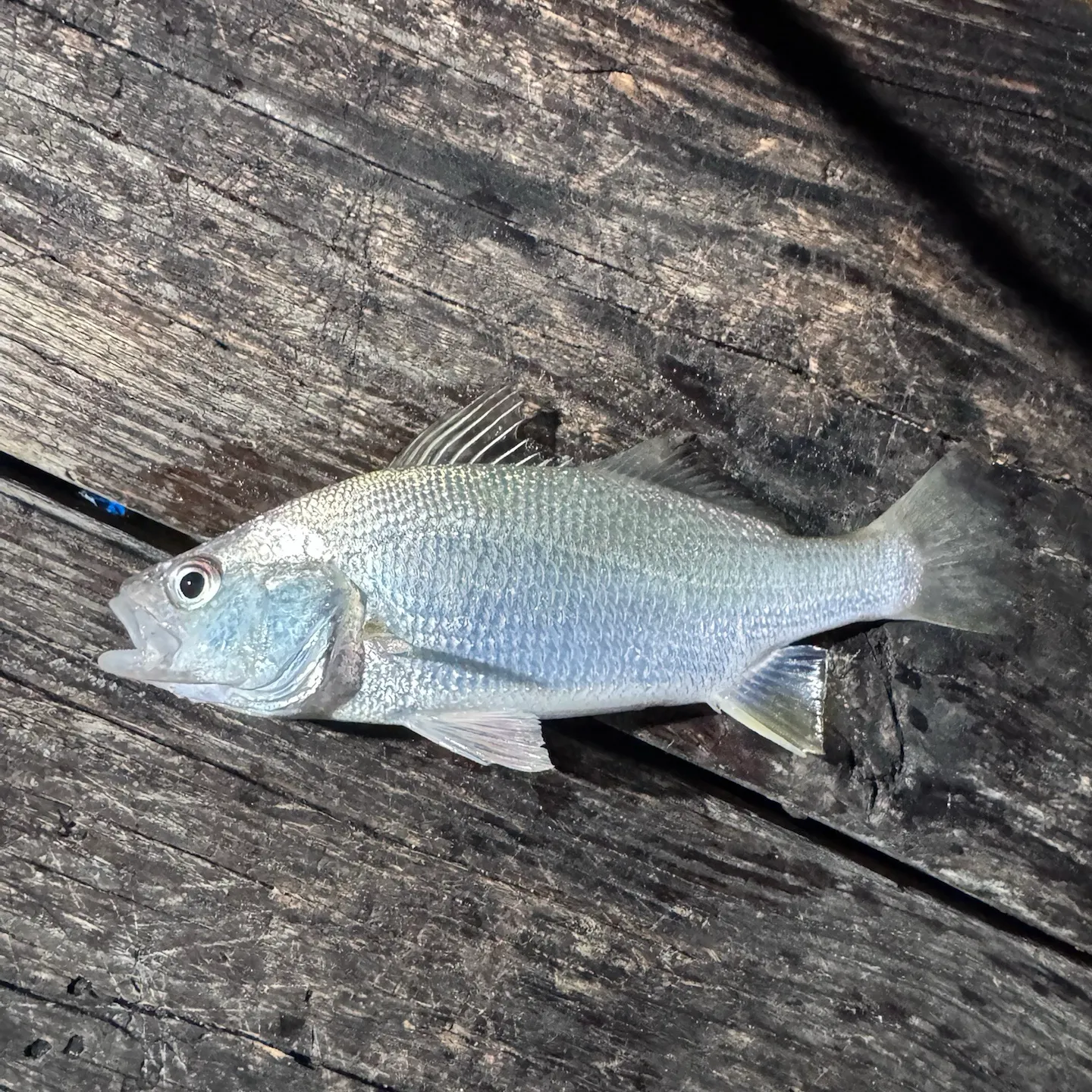 Silver perch caught on Fishbrain