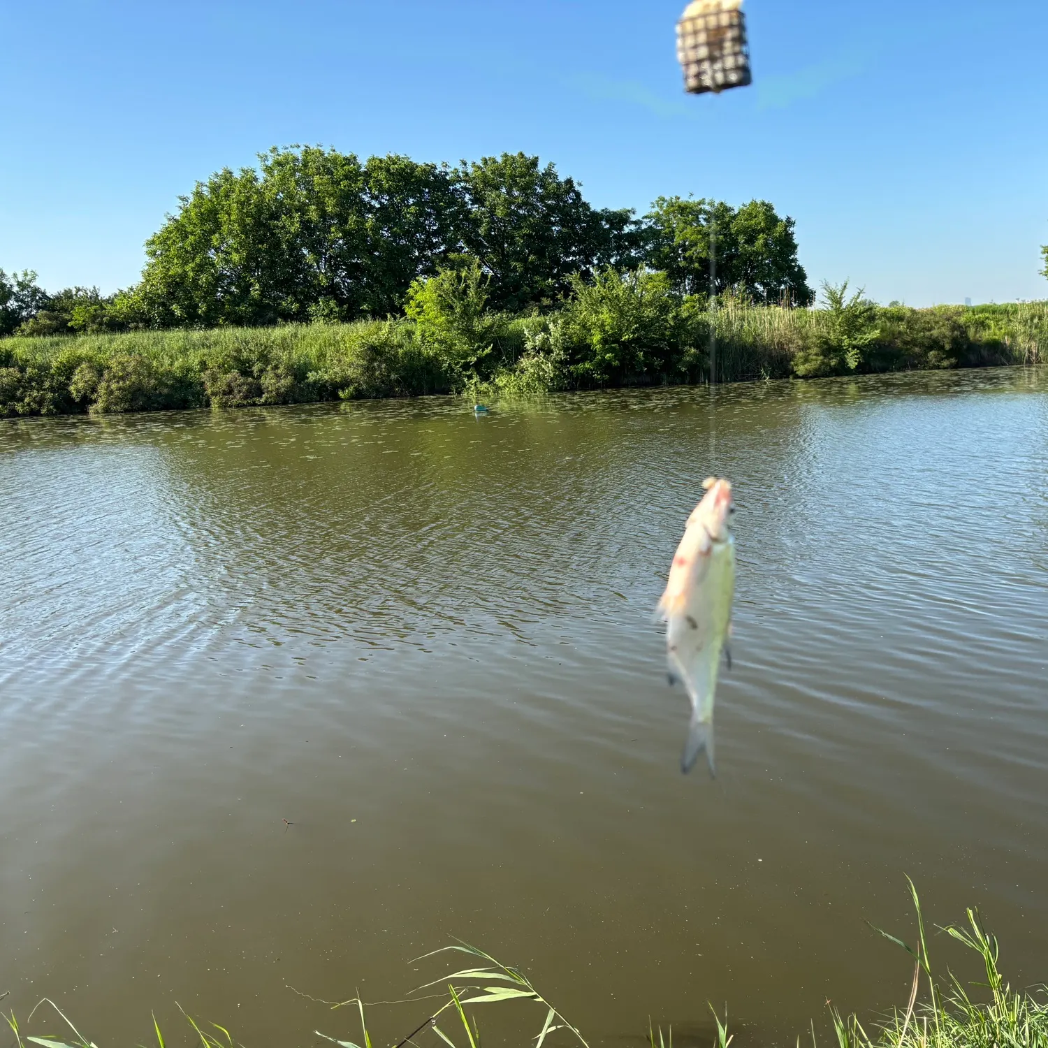 The most recent Common bream catches on Fishbrain