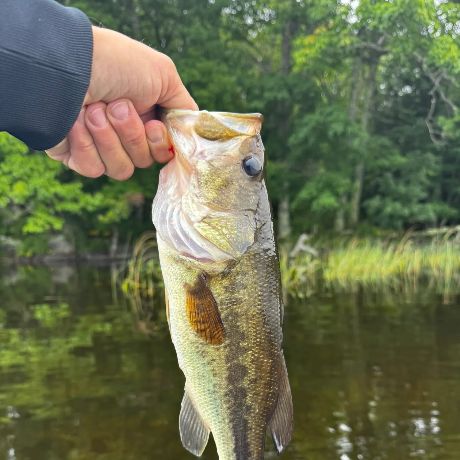 Largemouth bass caught on Fishbrain