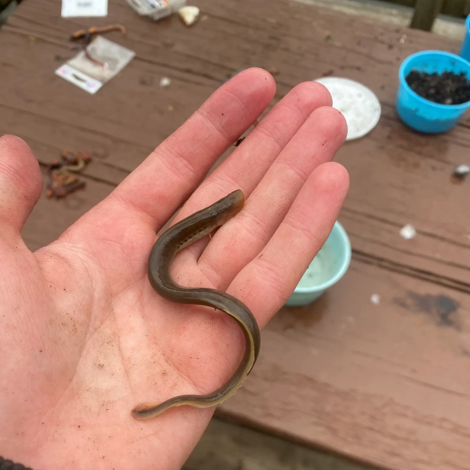 The most recent Chestnut lamprey catches on Fishbrain