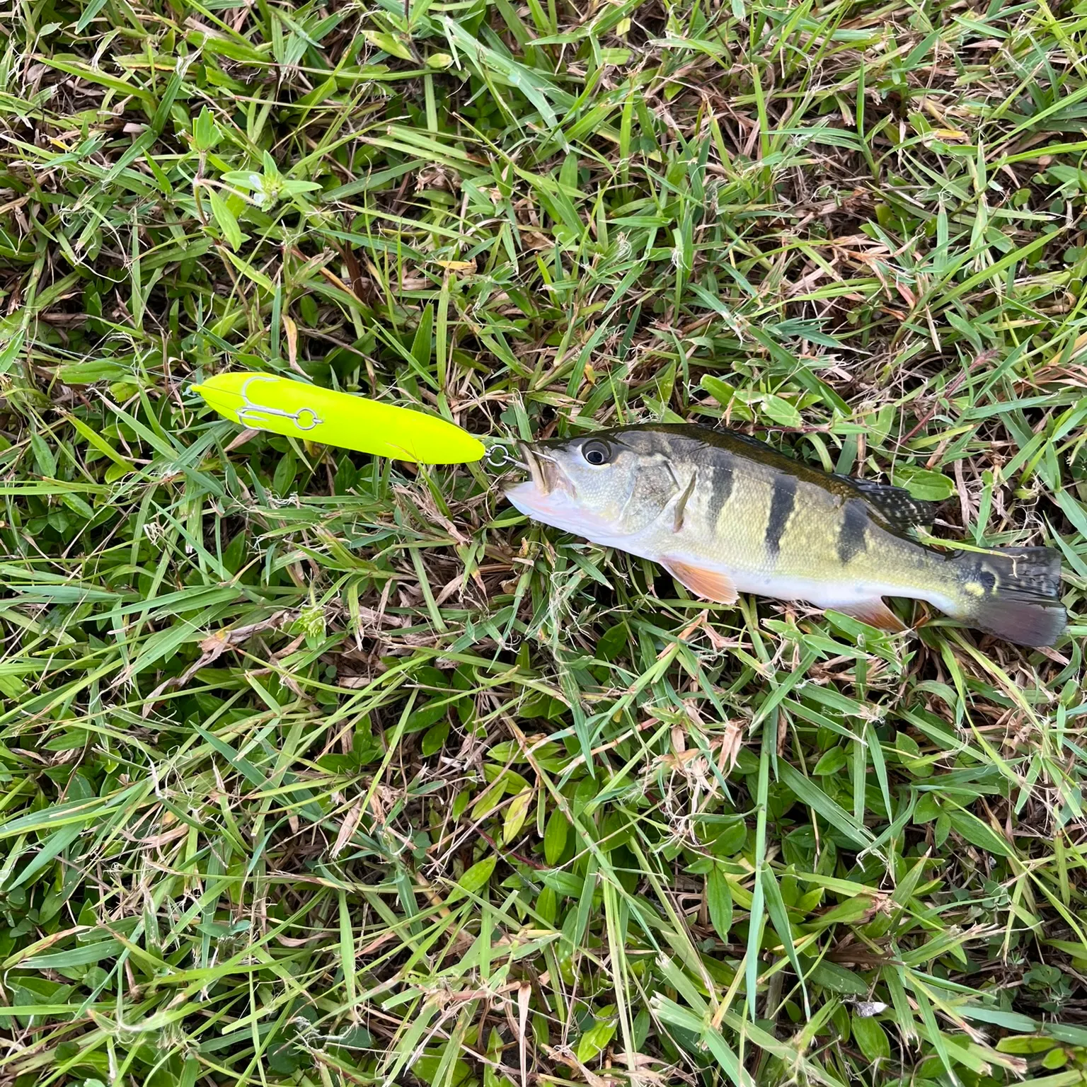 The most recent Speckled peacock bass catches on Fishbrain