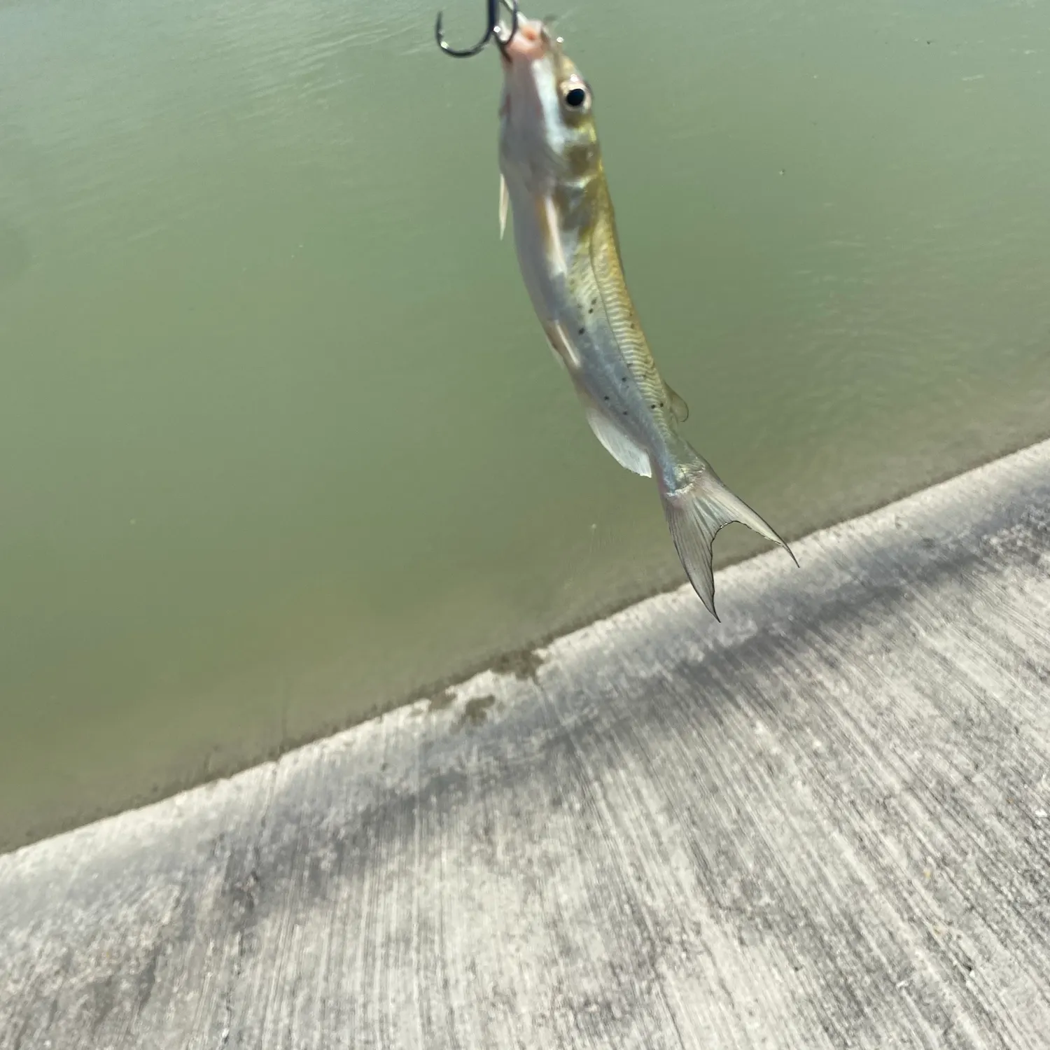Channel catfish caught on Fishbrain