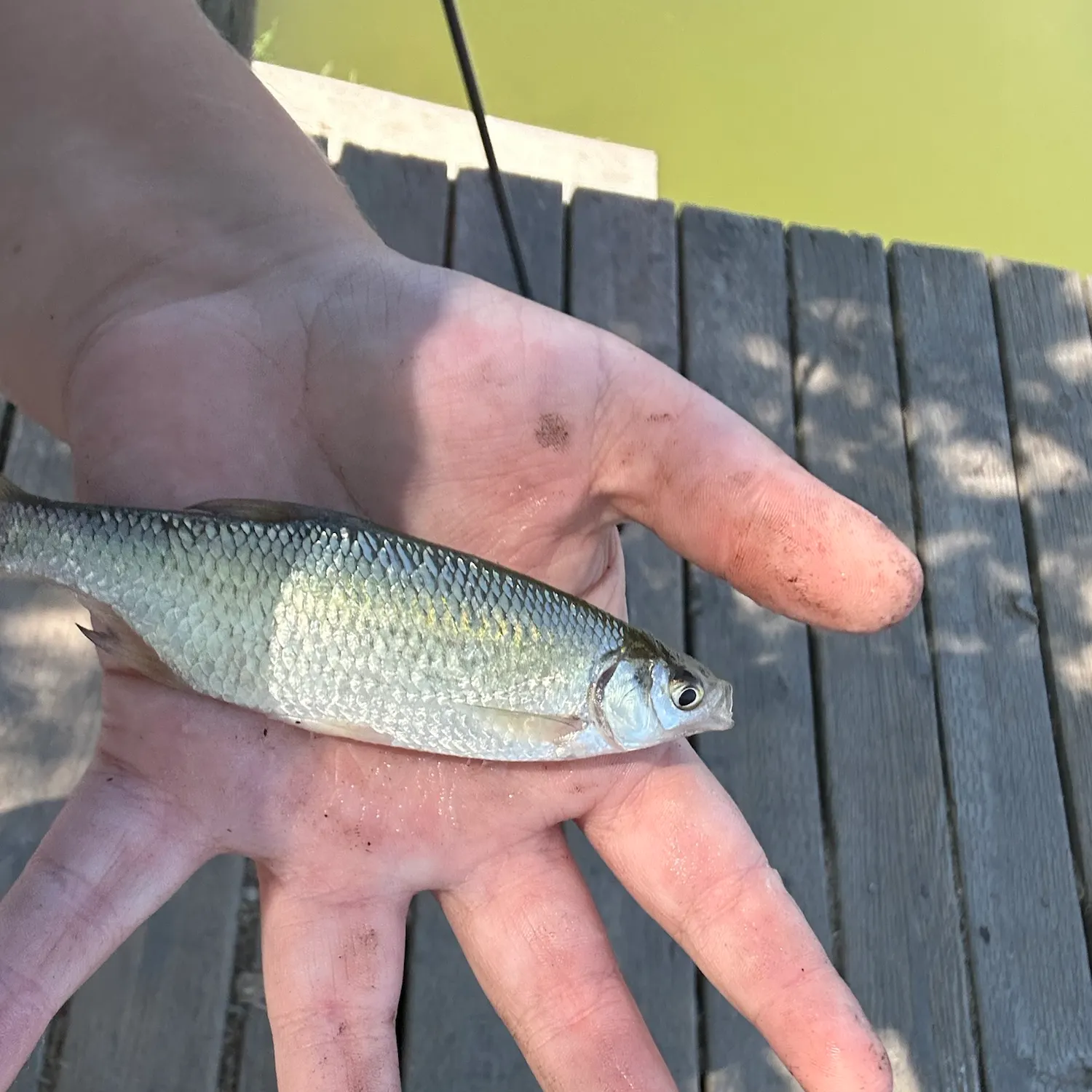 Common shiner caught on Fishbrain