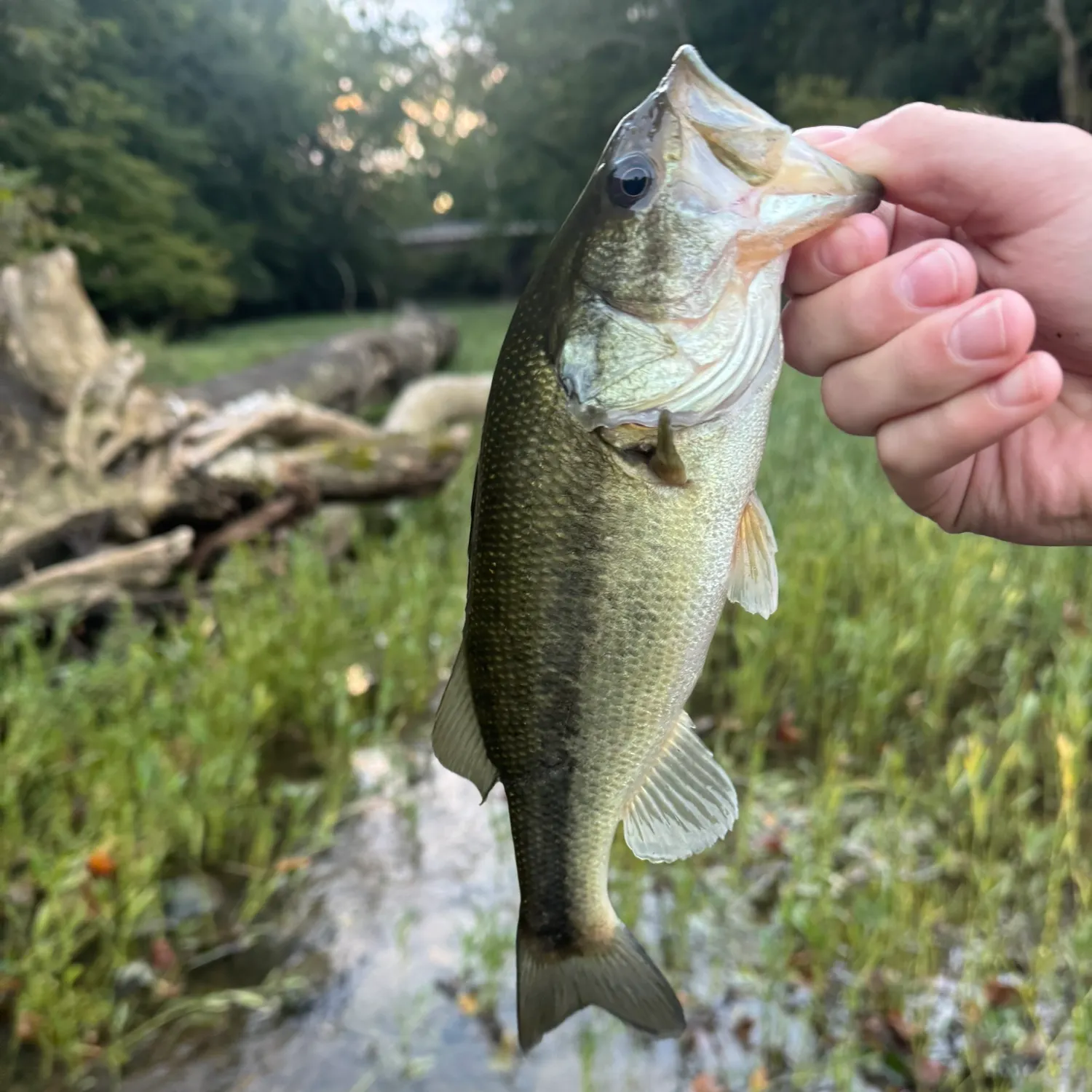 Largemouth bass caught on Fishbrain