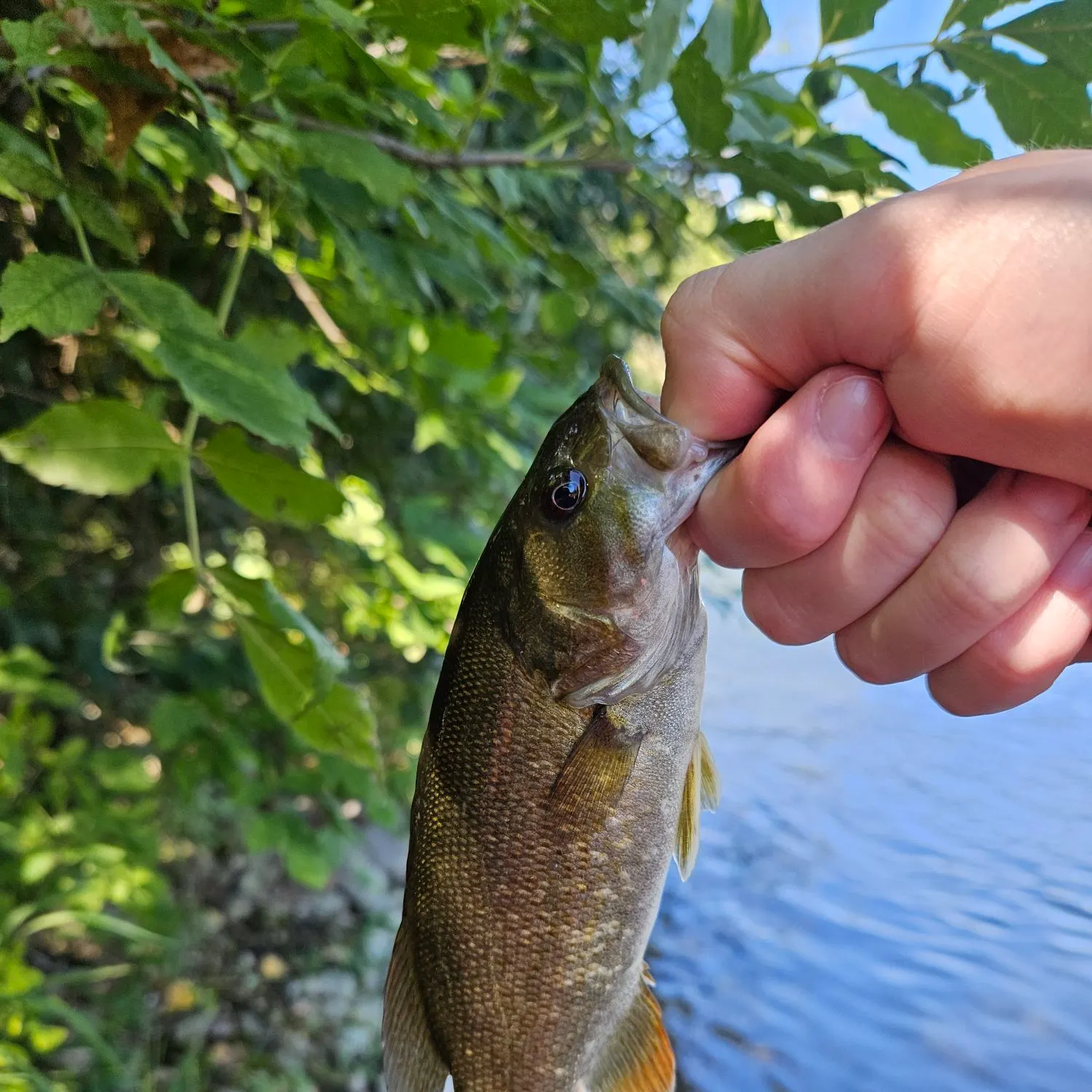 Smallmouth bass caught on Fishbrain