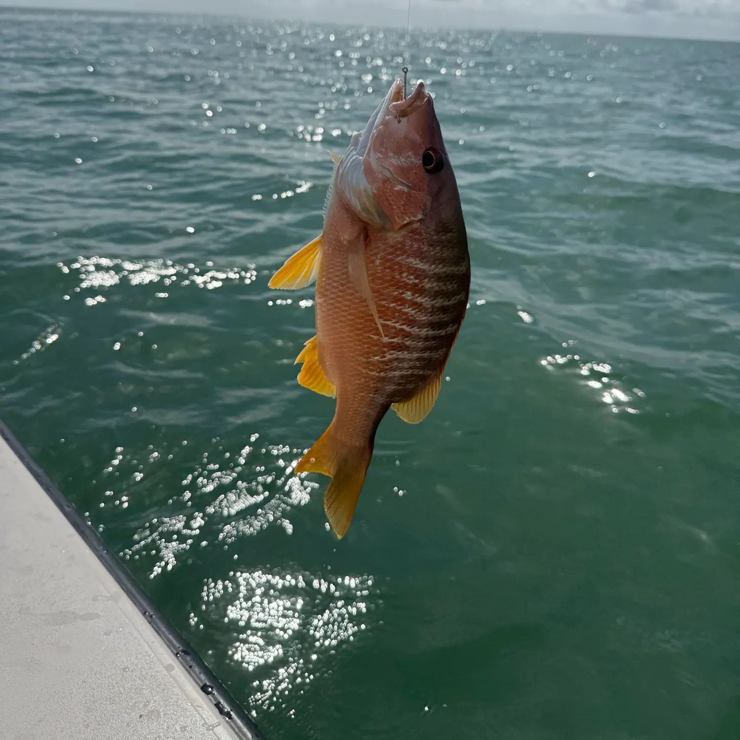The most recent Dog Snapper catches on Fishbrain