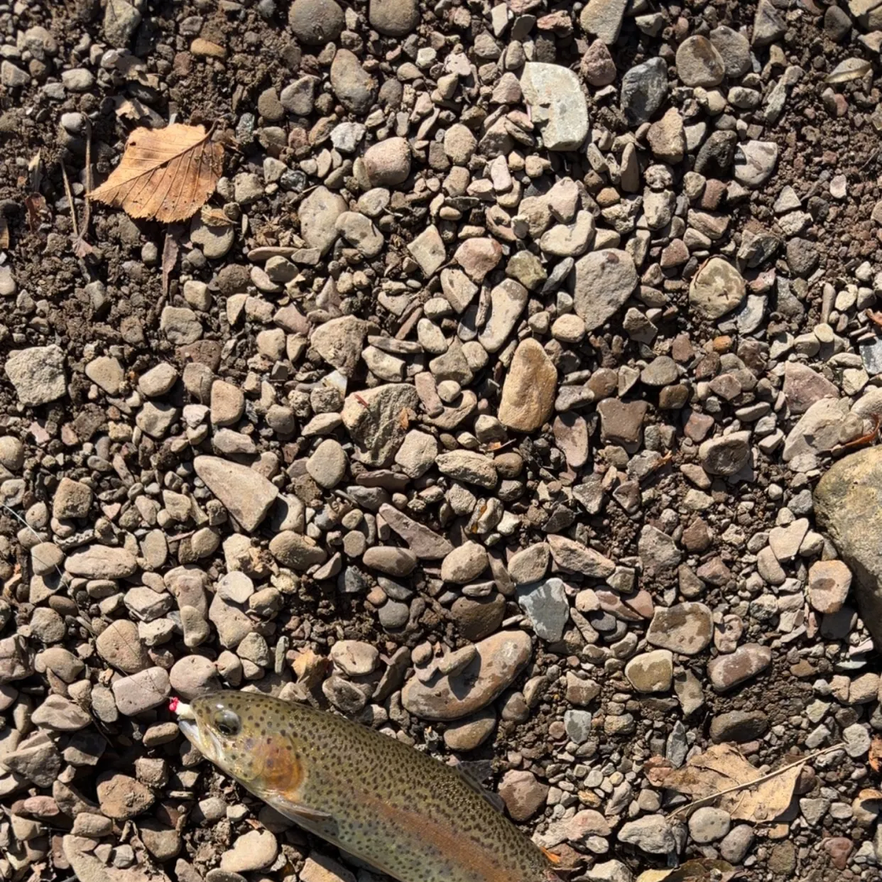 Rainbow trout caught on Fishbrain