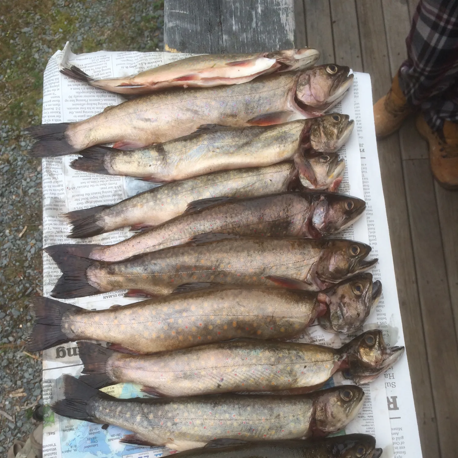 recently logged catches