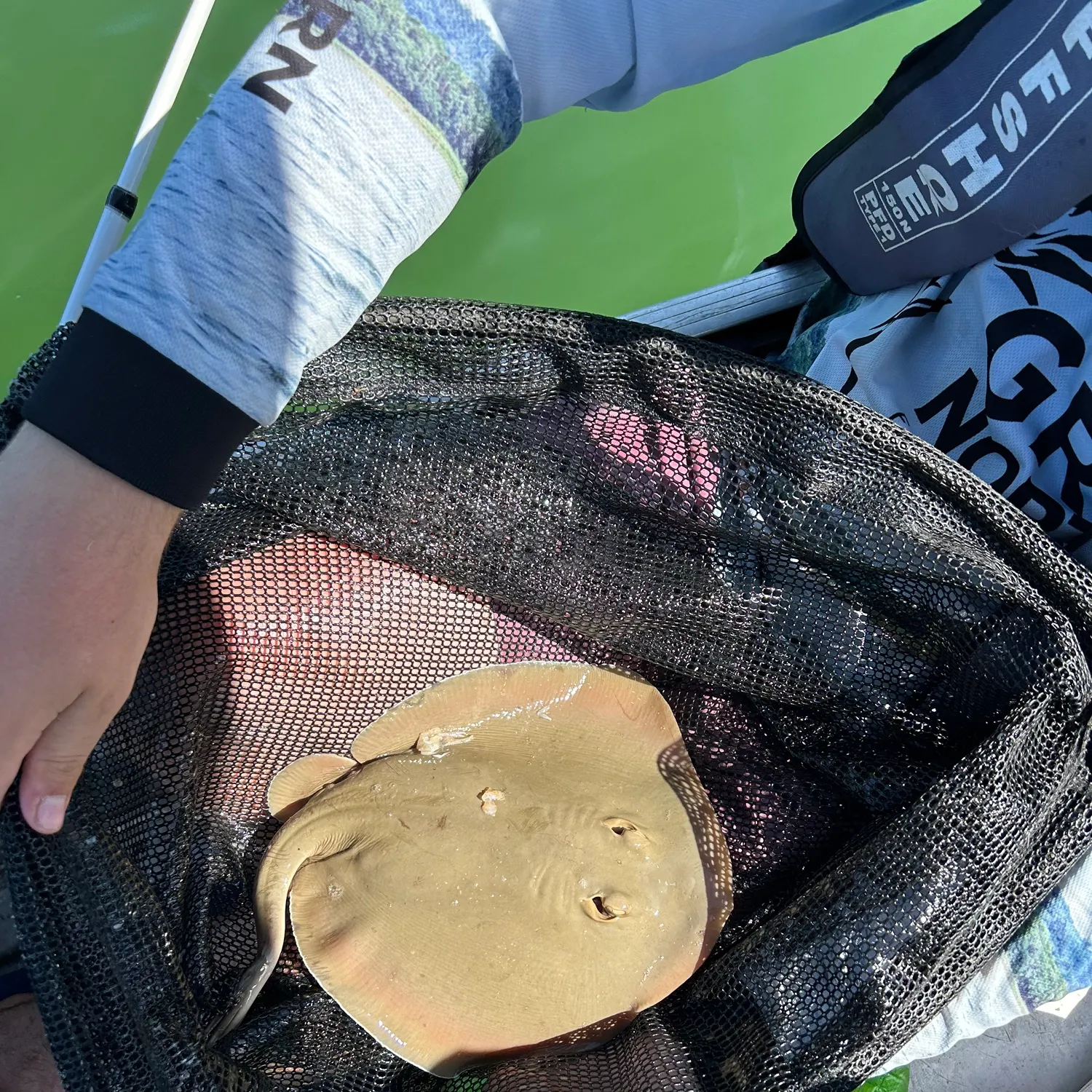 The most recent Common stingaree catches on Fishbrain