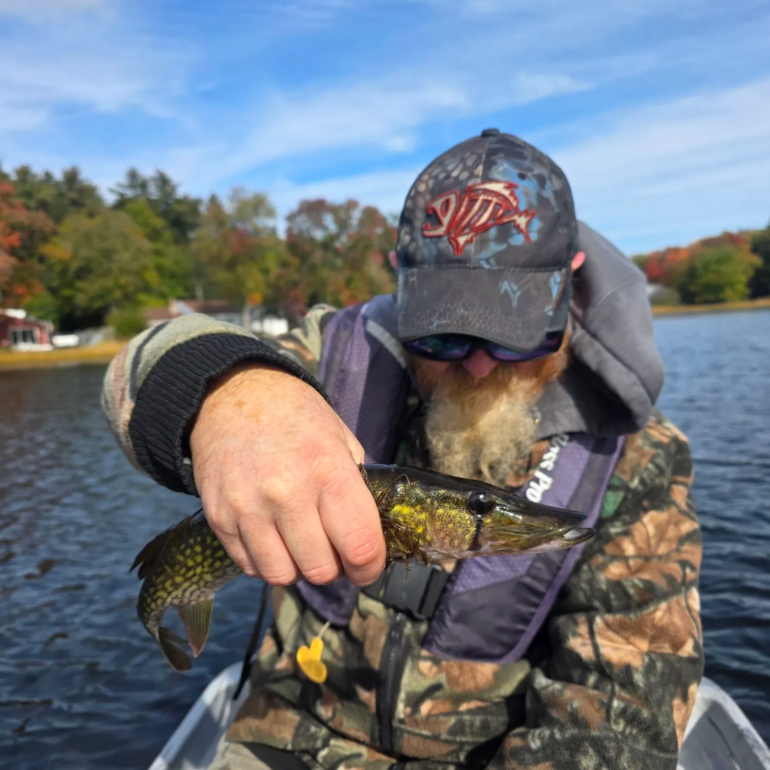 Chain pickerel caught on Fishbrain