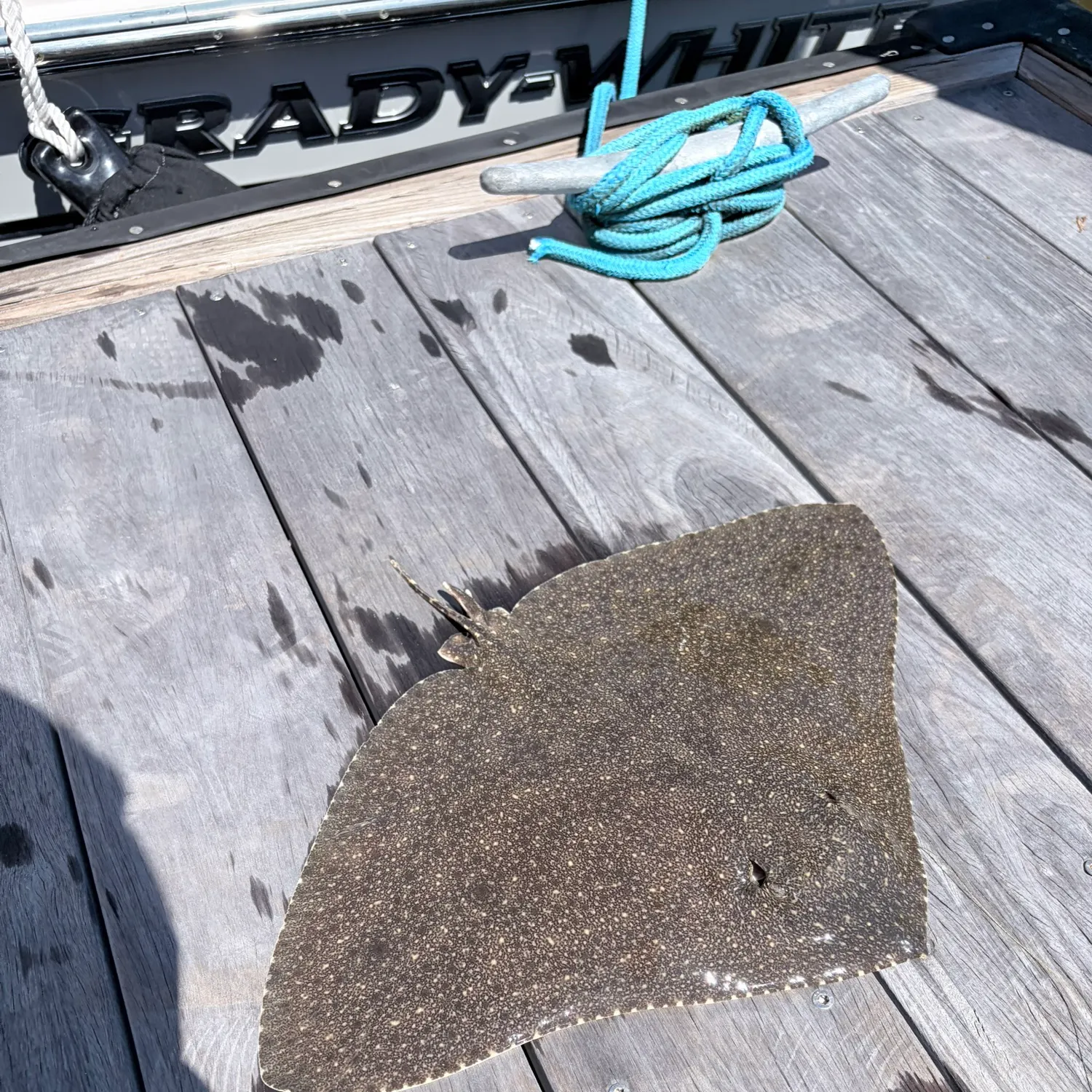 The most recent Spiny butterfly ray catches on Fishbrain