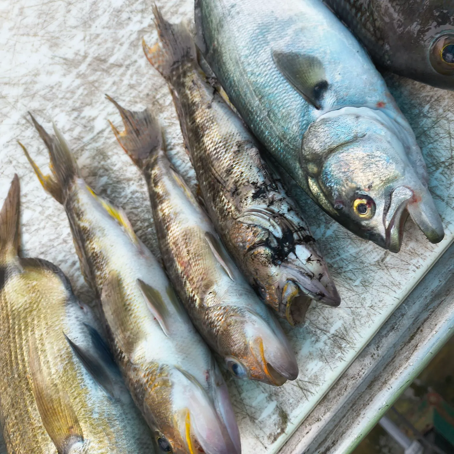 The most recent Bluespot mullet catches on Fishbrain