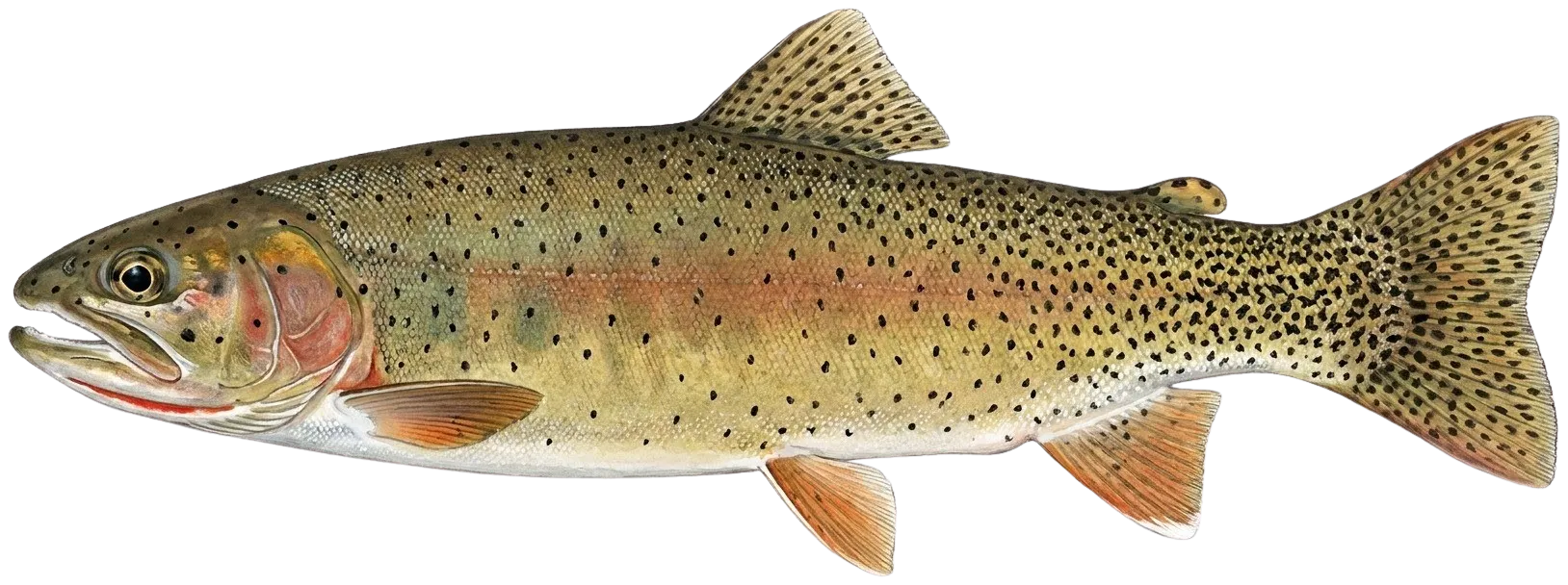 Snake River fine-spotted cutthroat trout