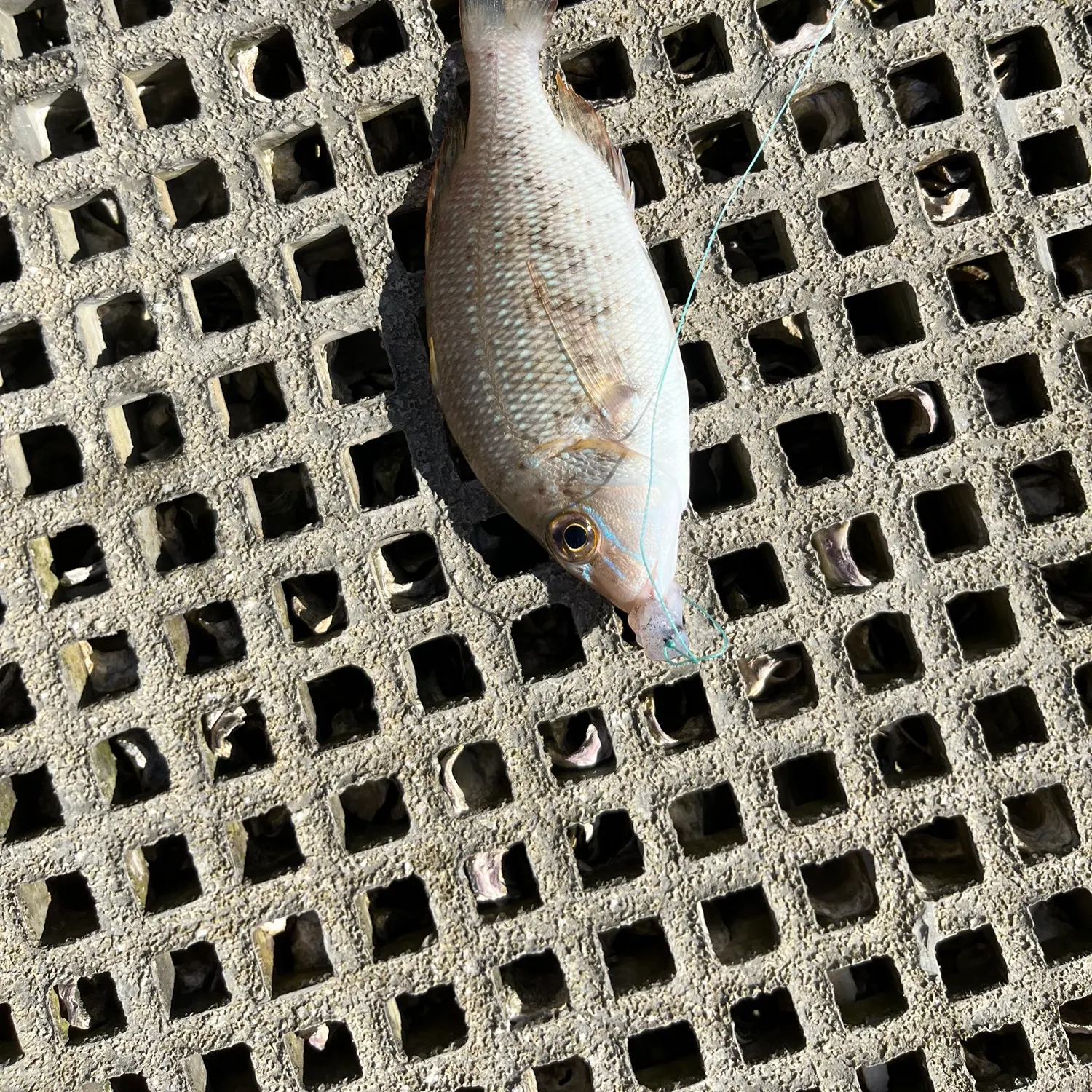 The most recent Spangled emperor catches on Fishbrain